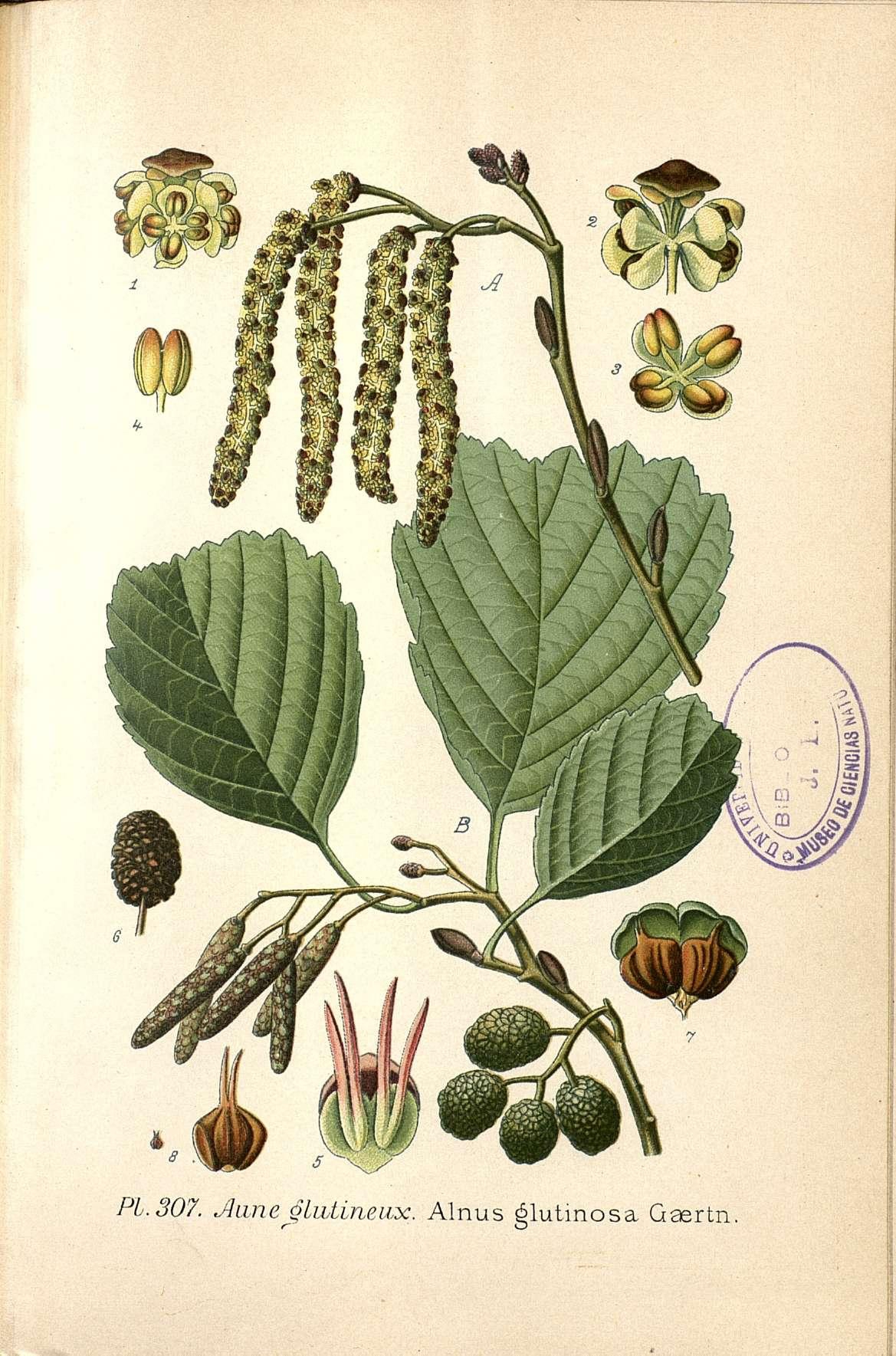 Botanical Illustration of Black Alder plant