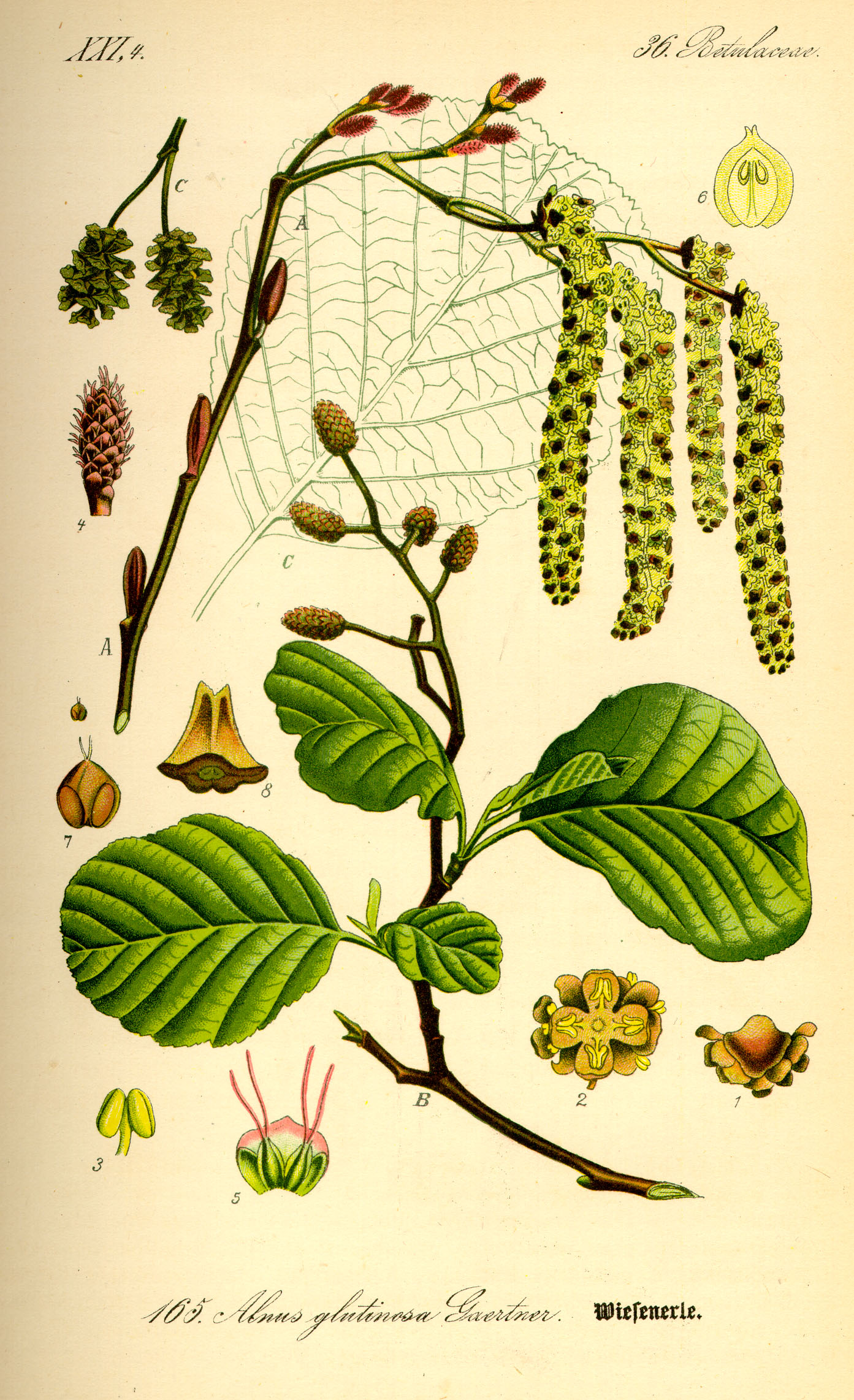 Botanical Illustration of Alder plant