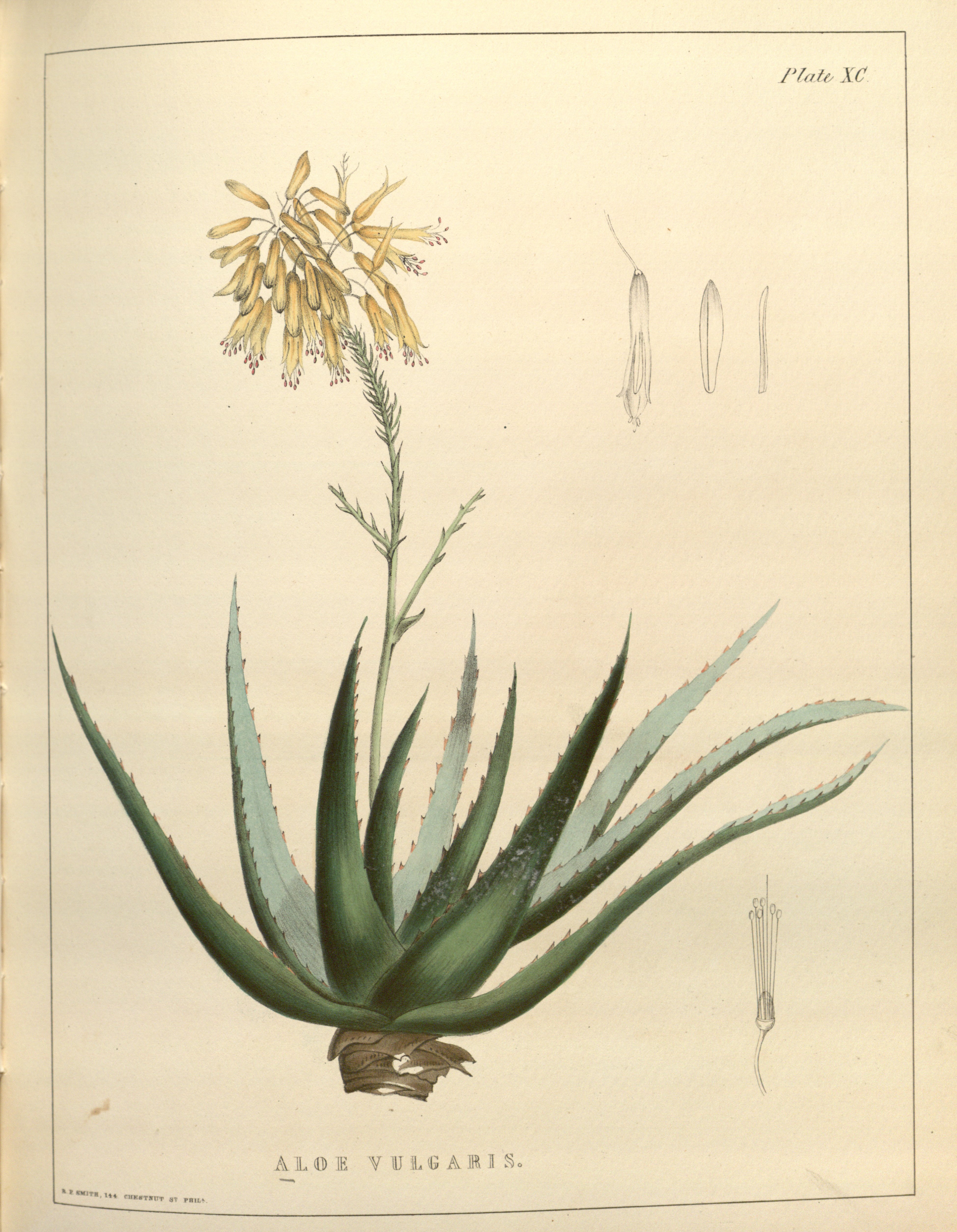 Botanical Illustration of Aloe plant