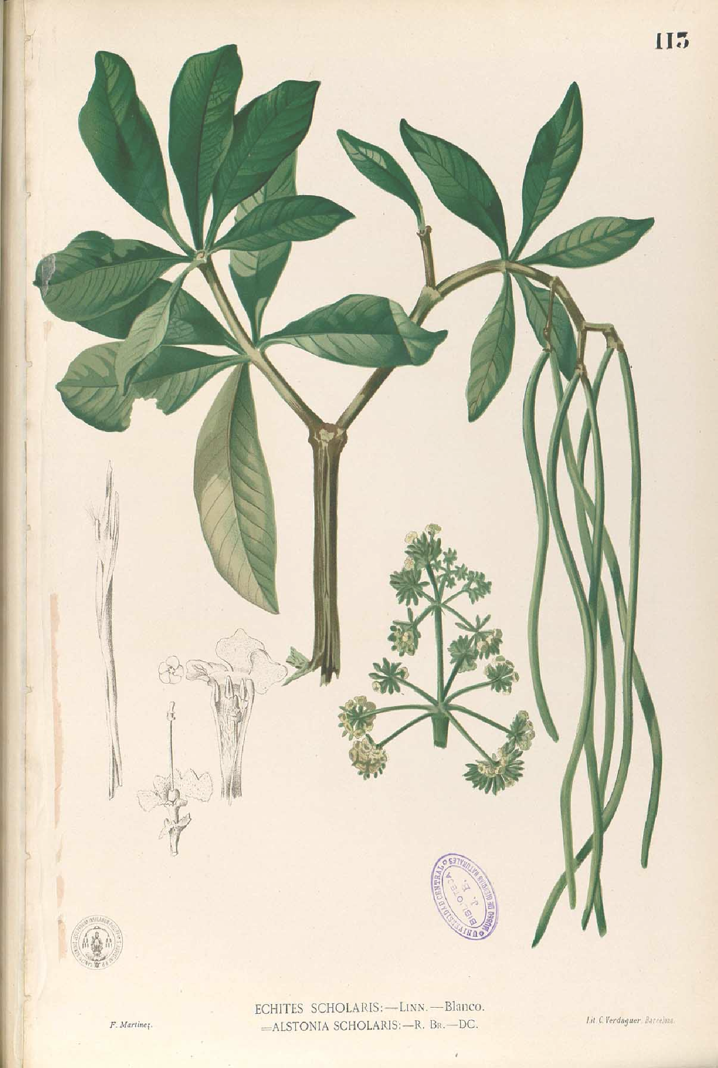 Botanical Illustration of Alstonia plant