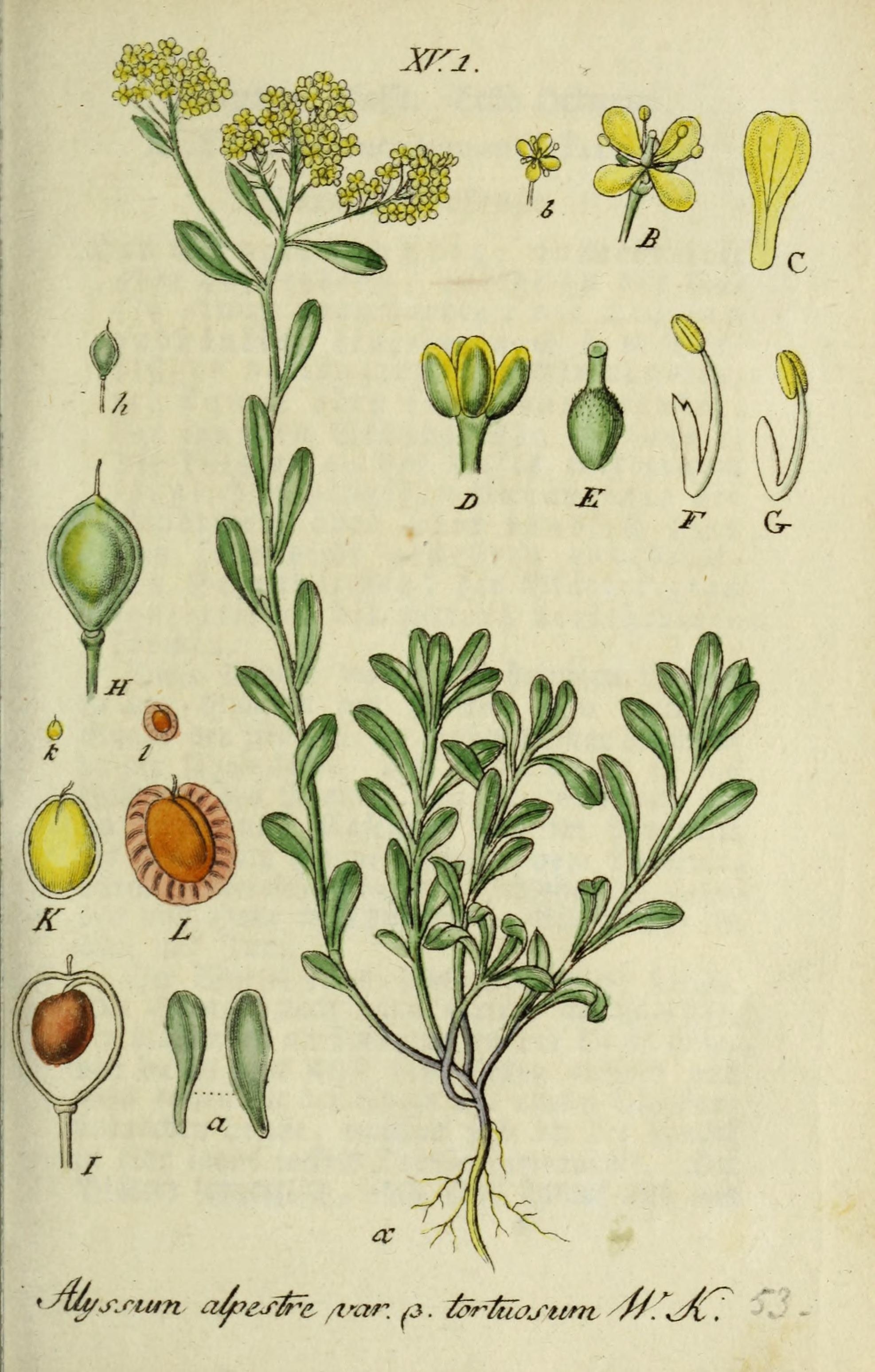 Botanical Illustration of Alyssum plant