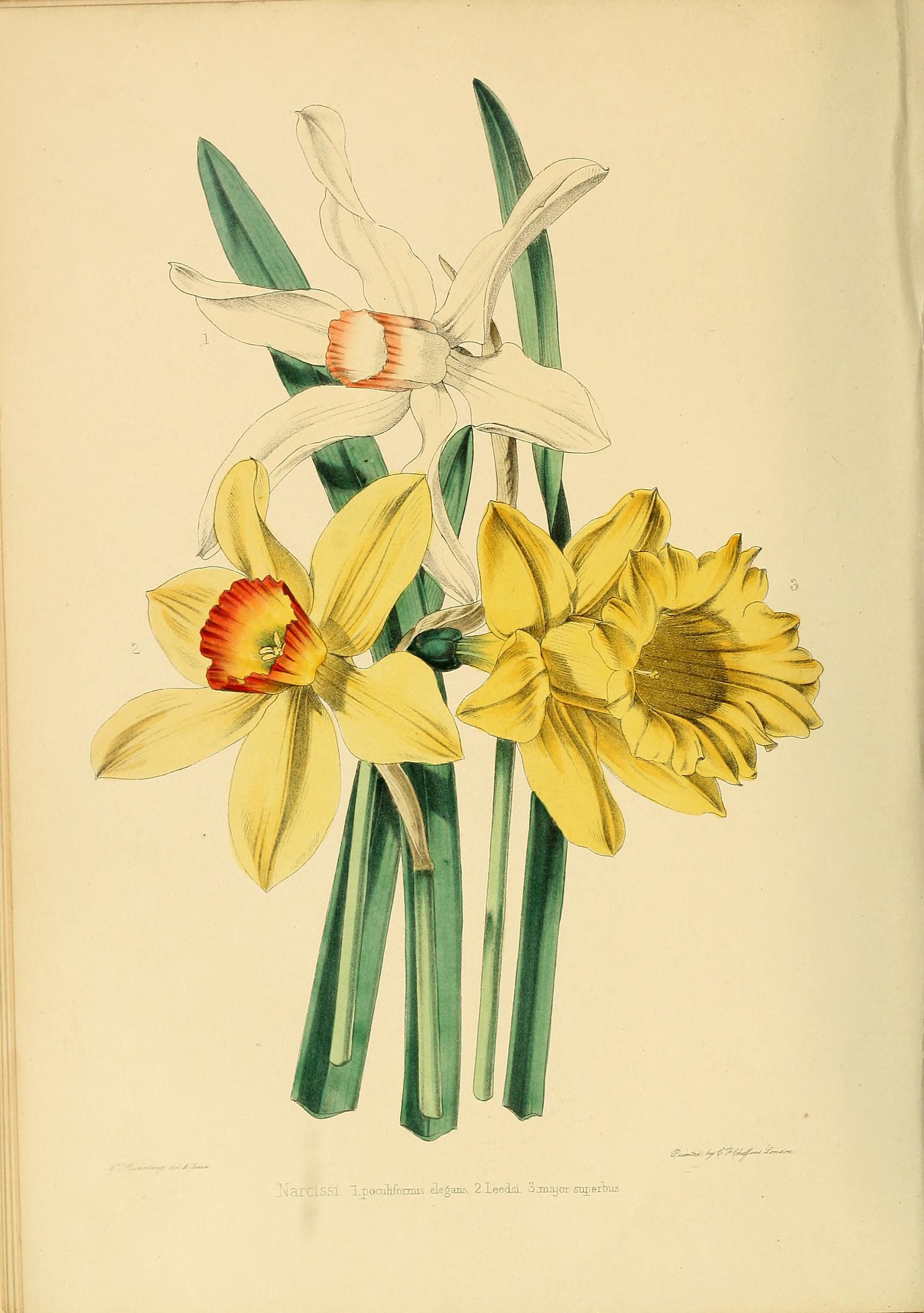 Botanical Illustration of Narcissus plant