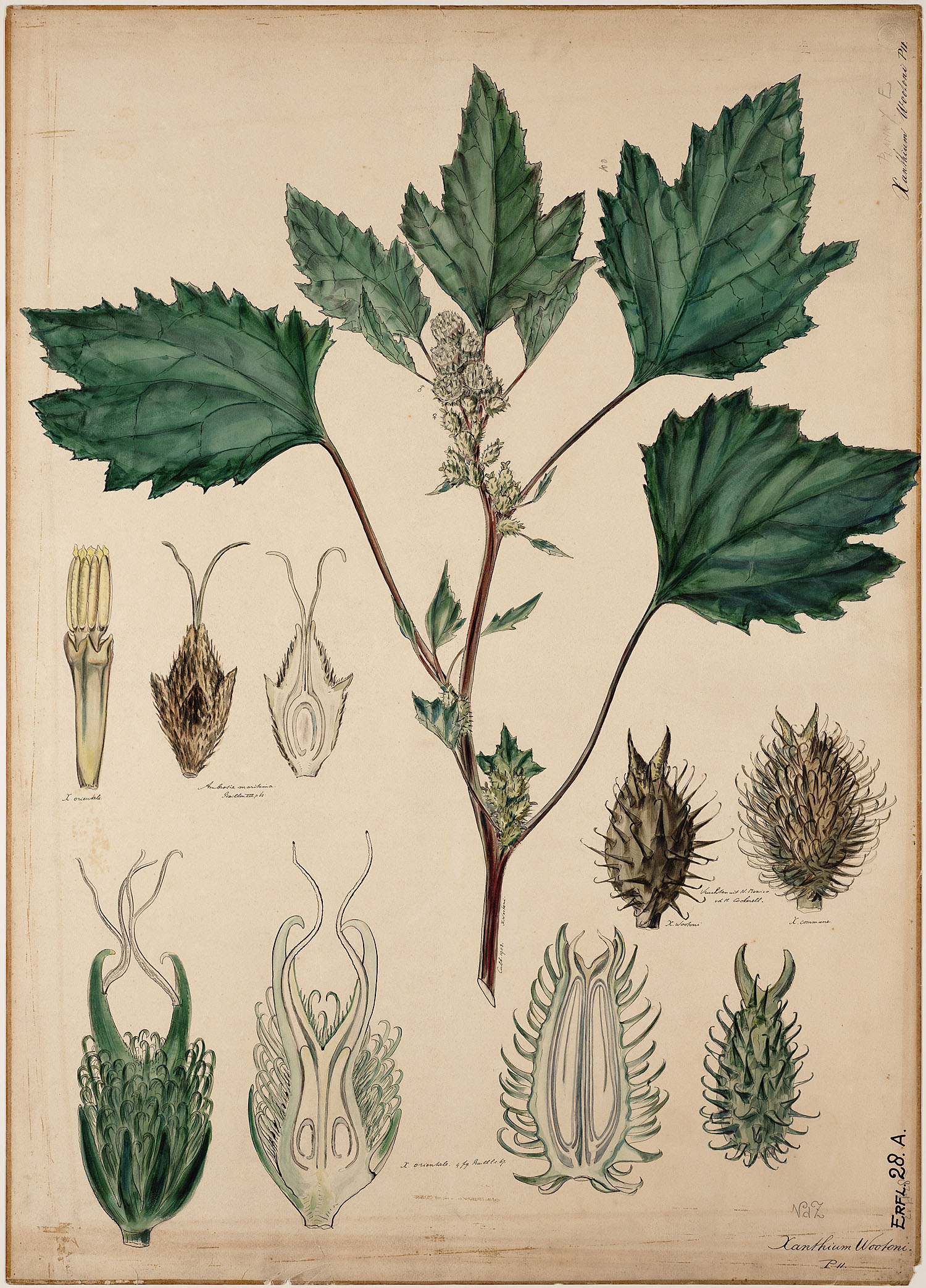 Botanical Illustration of Ragweed plant