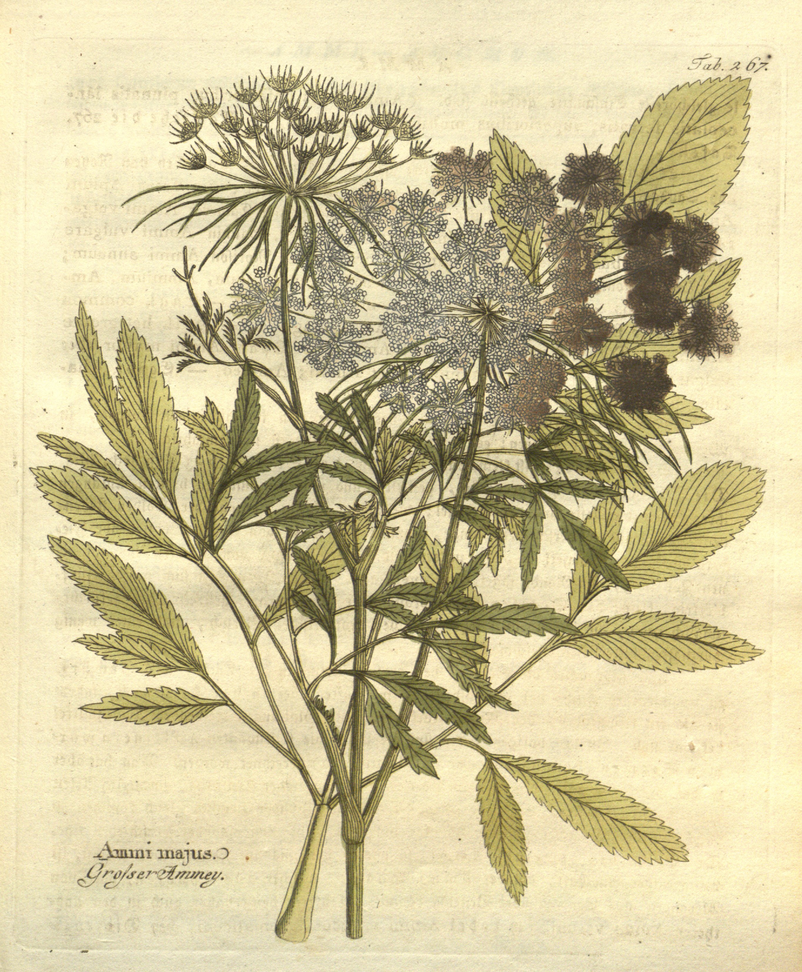 Botanical Illustration of Bishop's Weed plant
