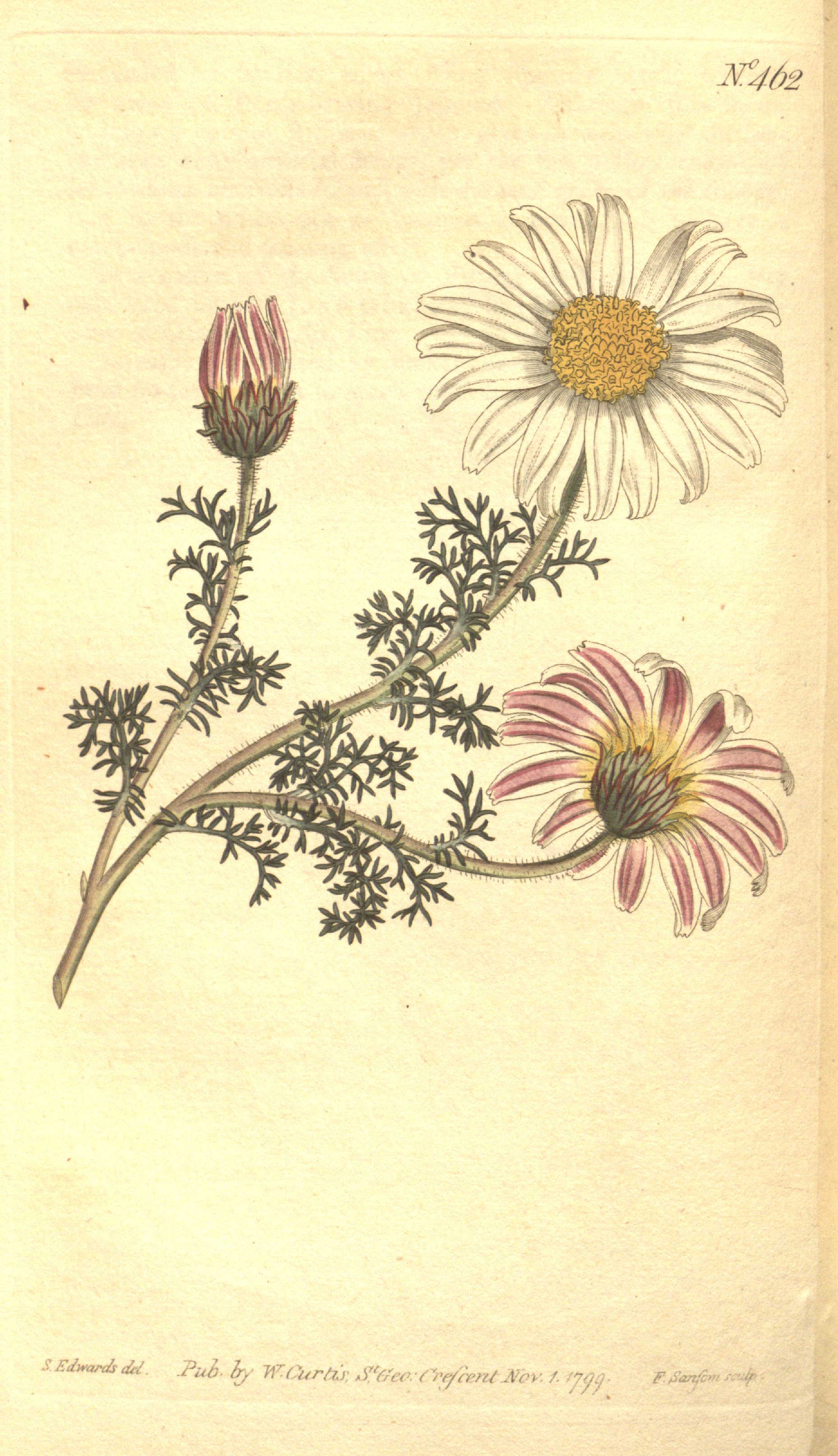 Botanical Illustration of Pellitory plant