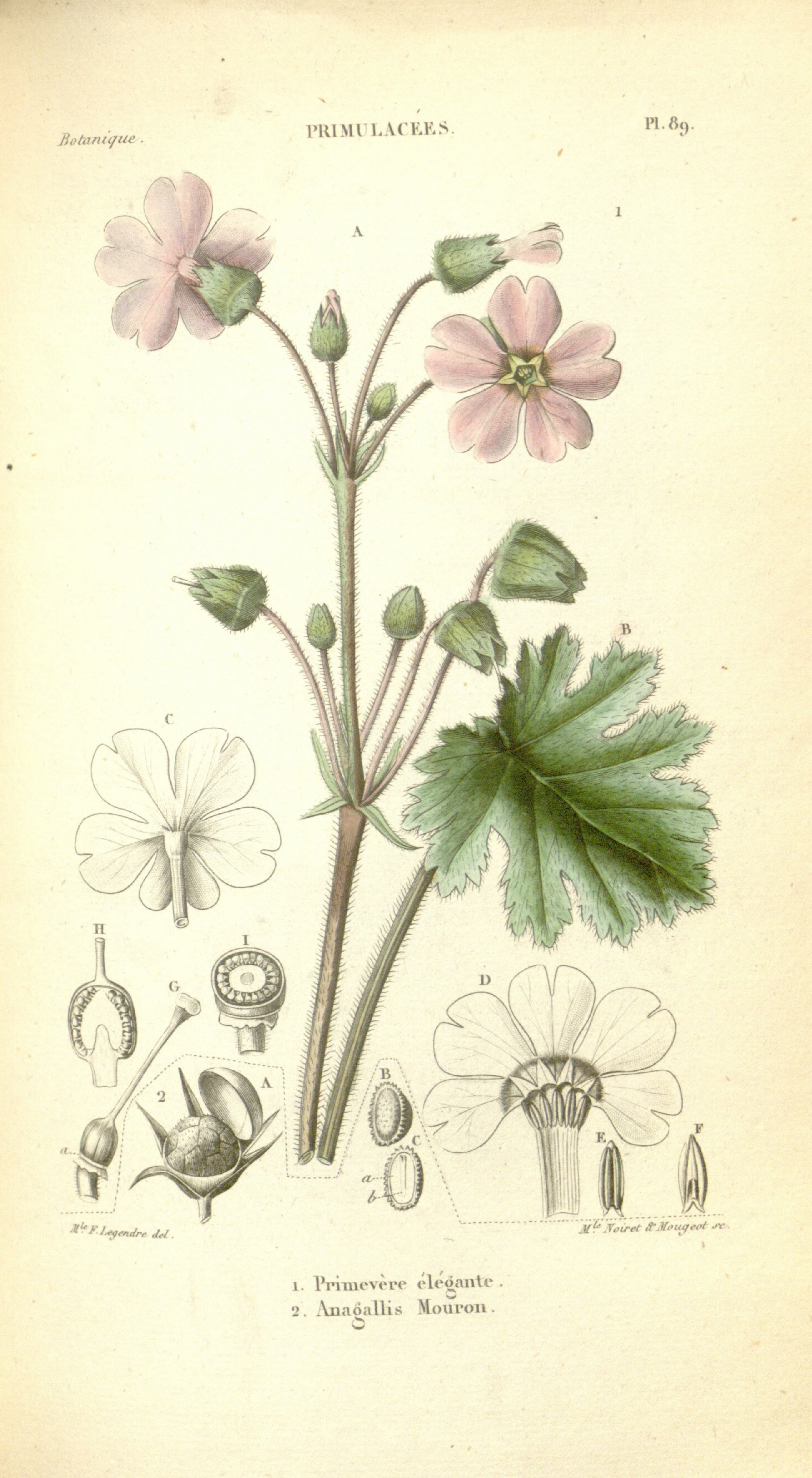 Botanical Illustration of Scarlet Pimpernel plant