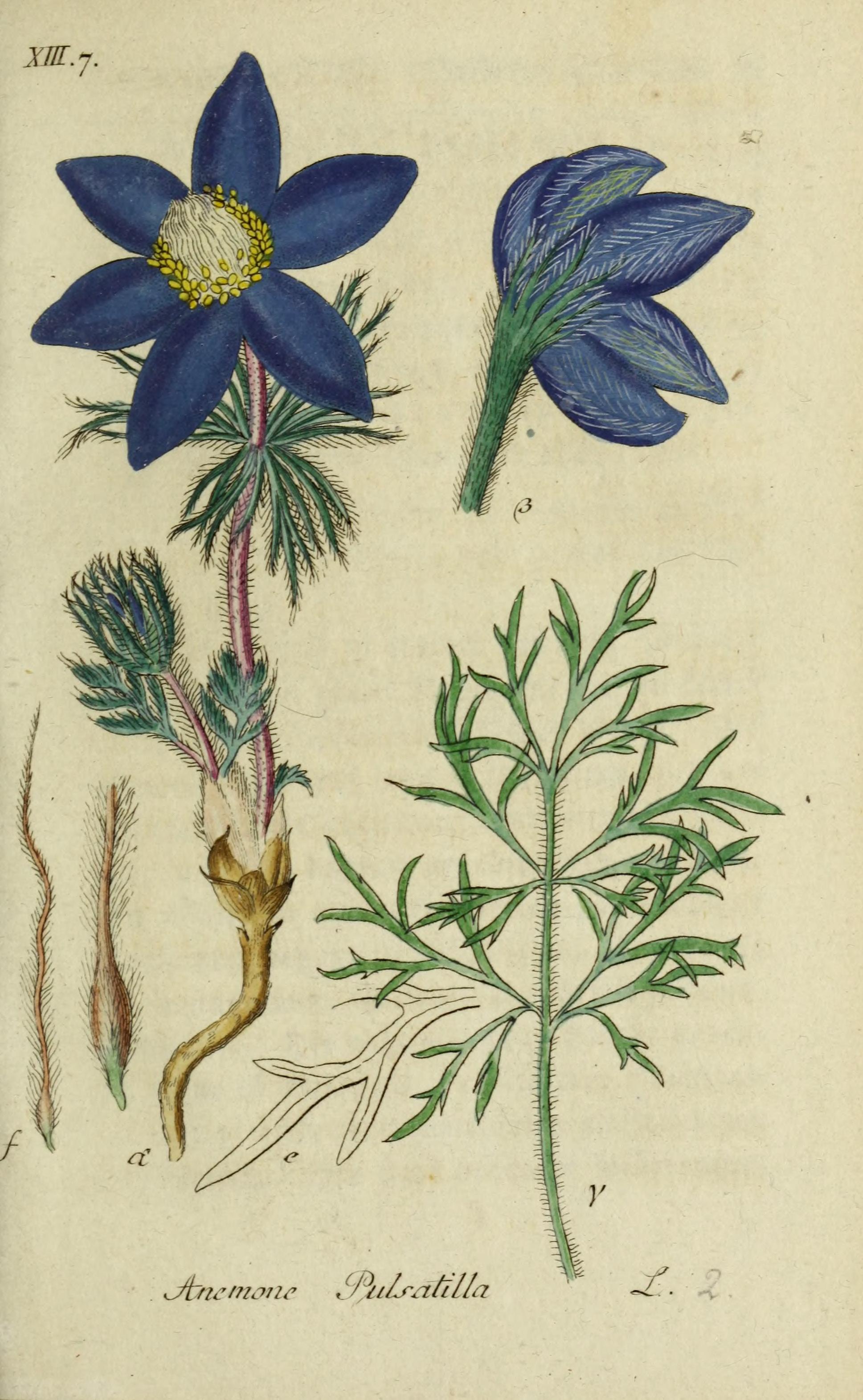 Botanical Illustration of Anemone plant