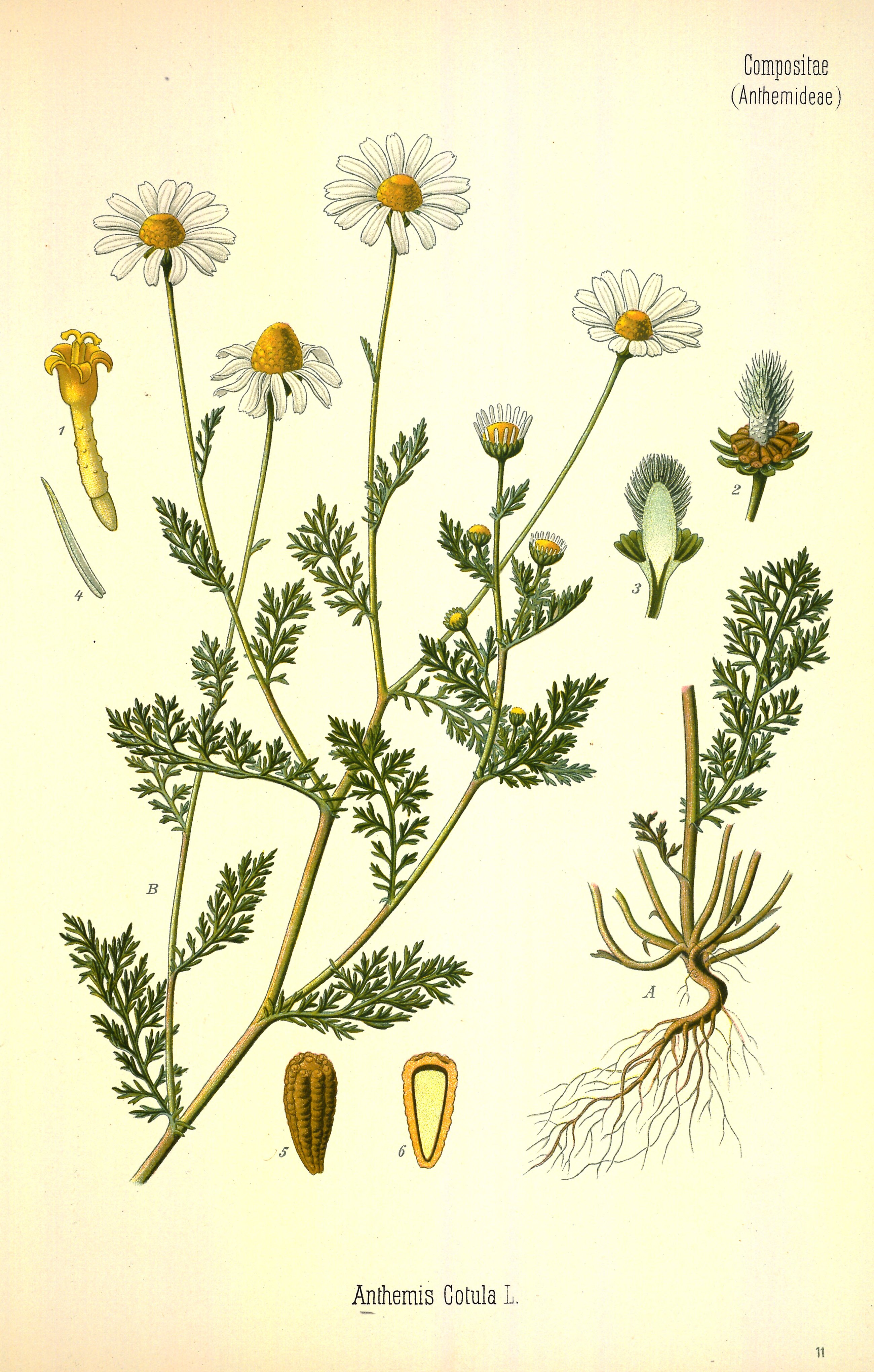 Botanical Illustration of Mayweed plant