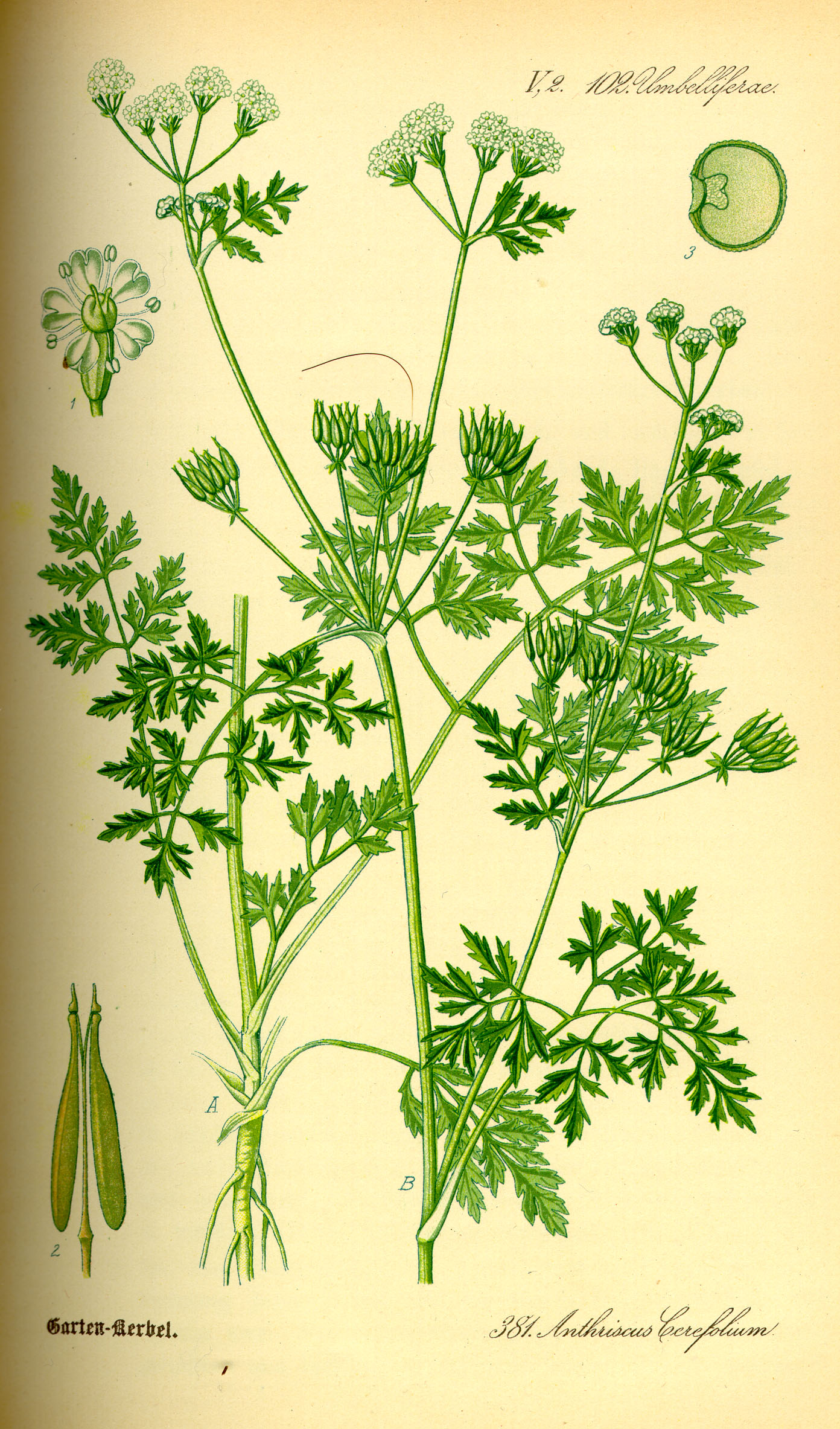 Botanical Illustration of Chervil plant
