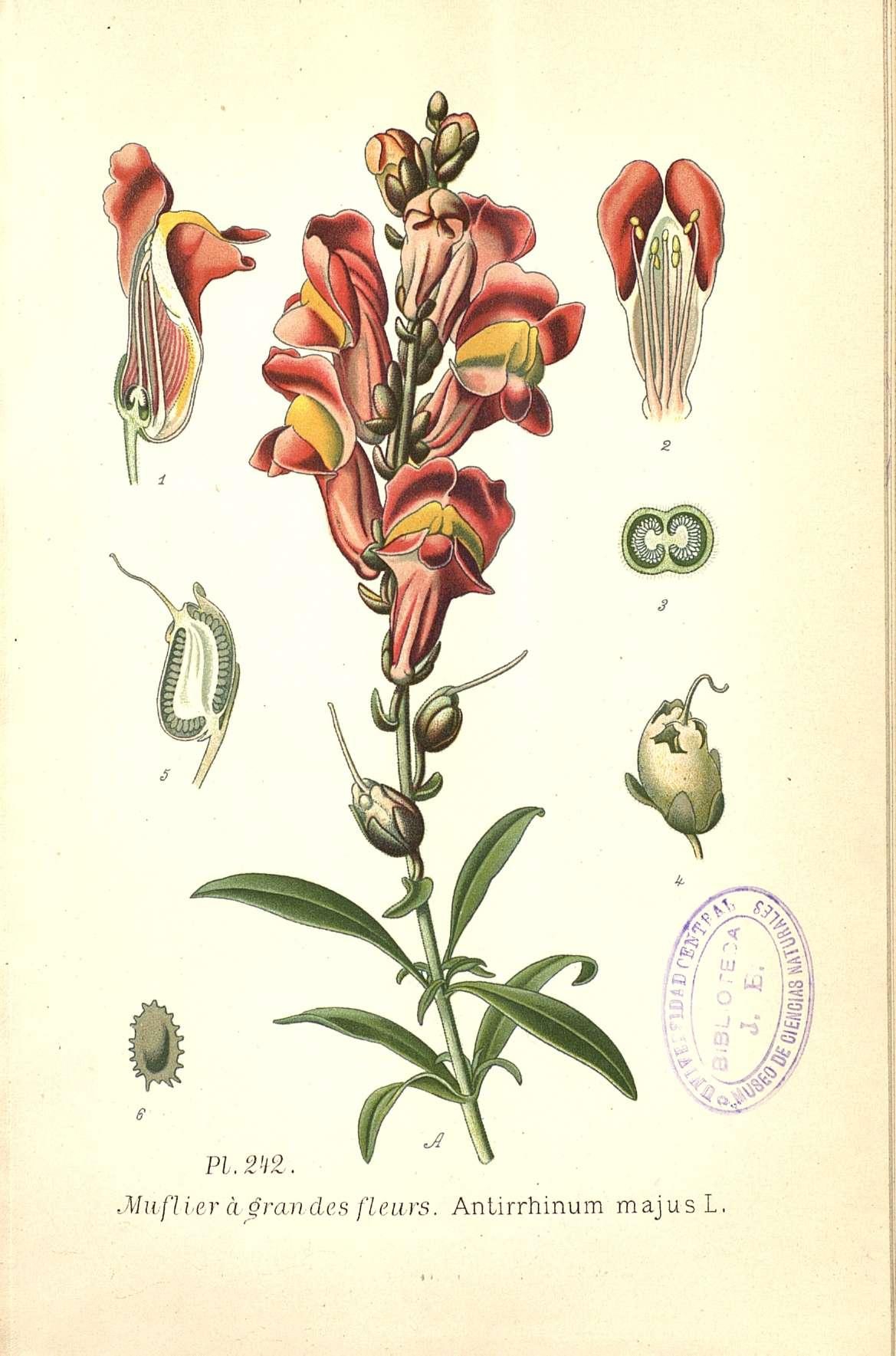 Botanical Illustration of Snapdragon plant