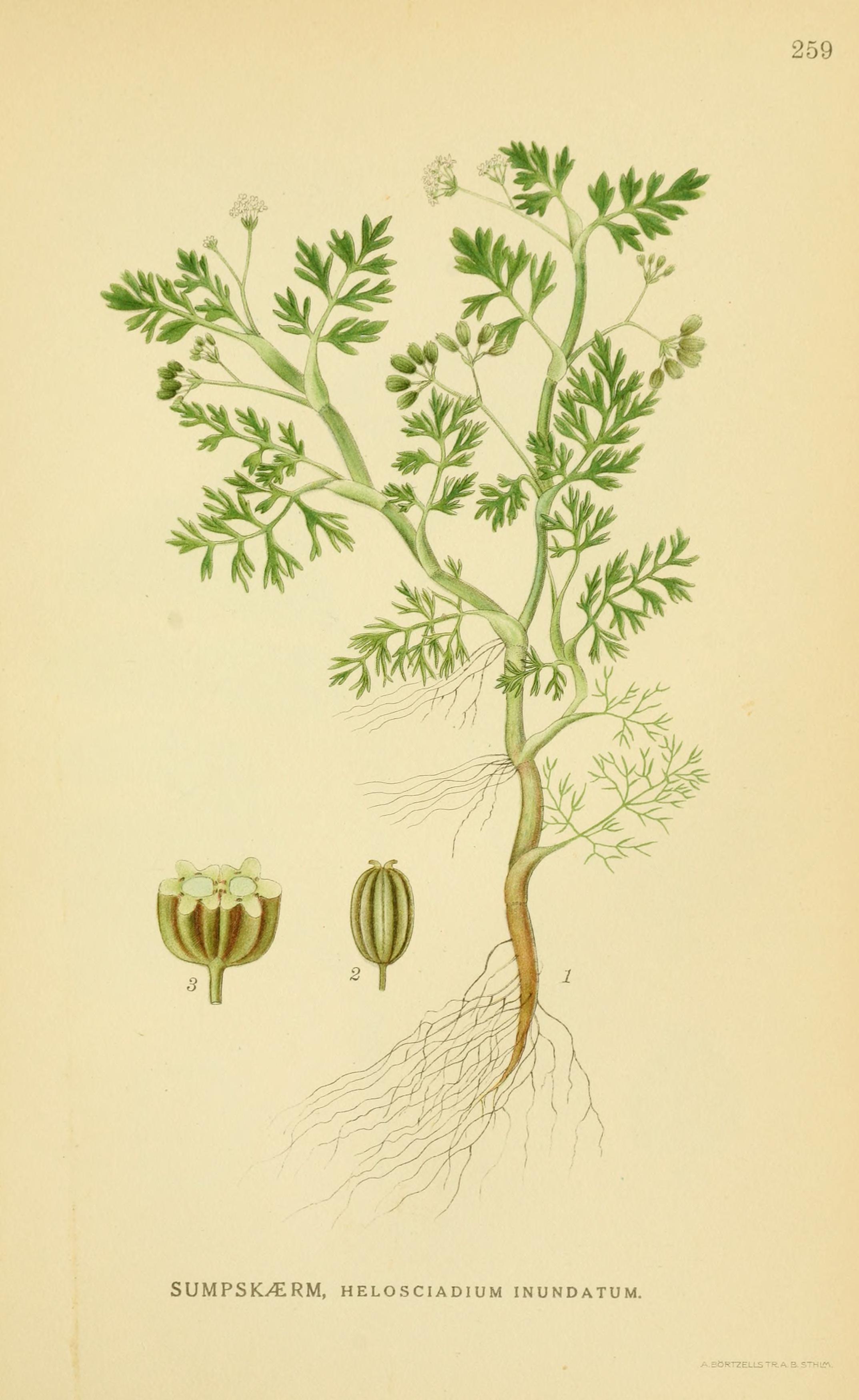 Botanical Illustration of Marshwort plant