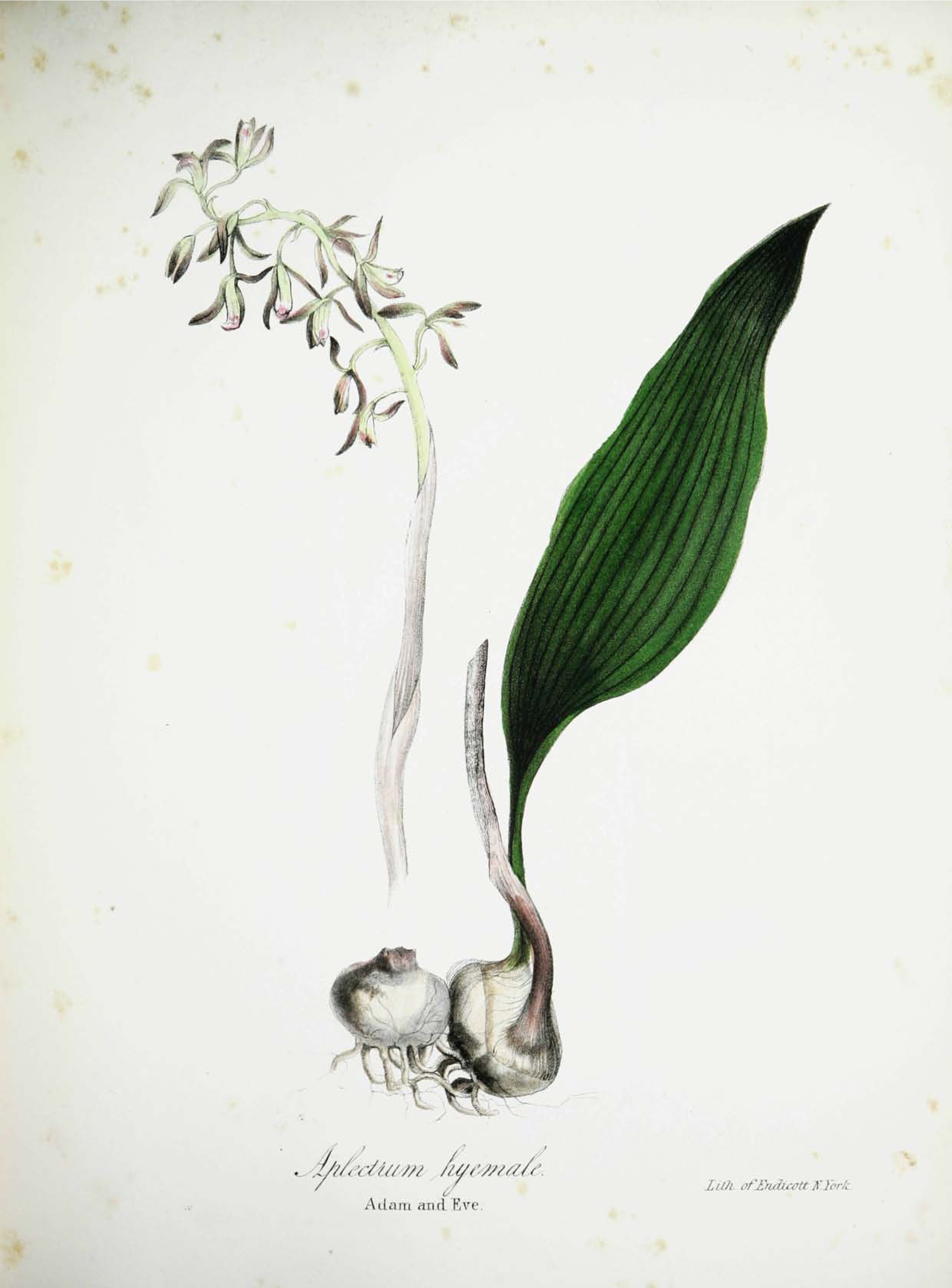 Botanical Illustration of Adam and Eve Roots plant