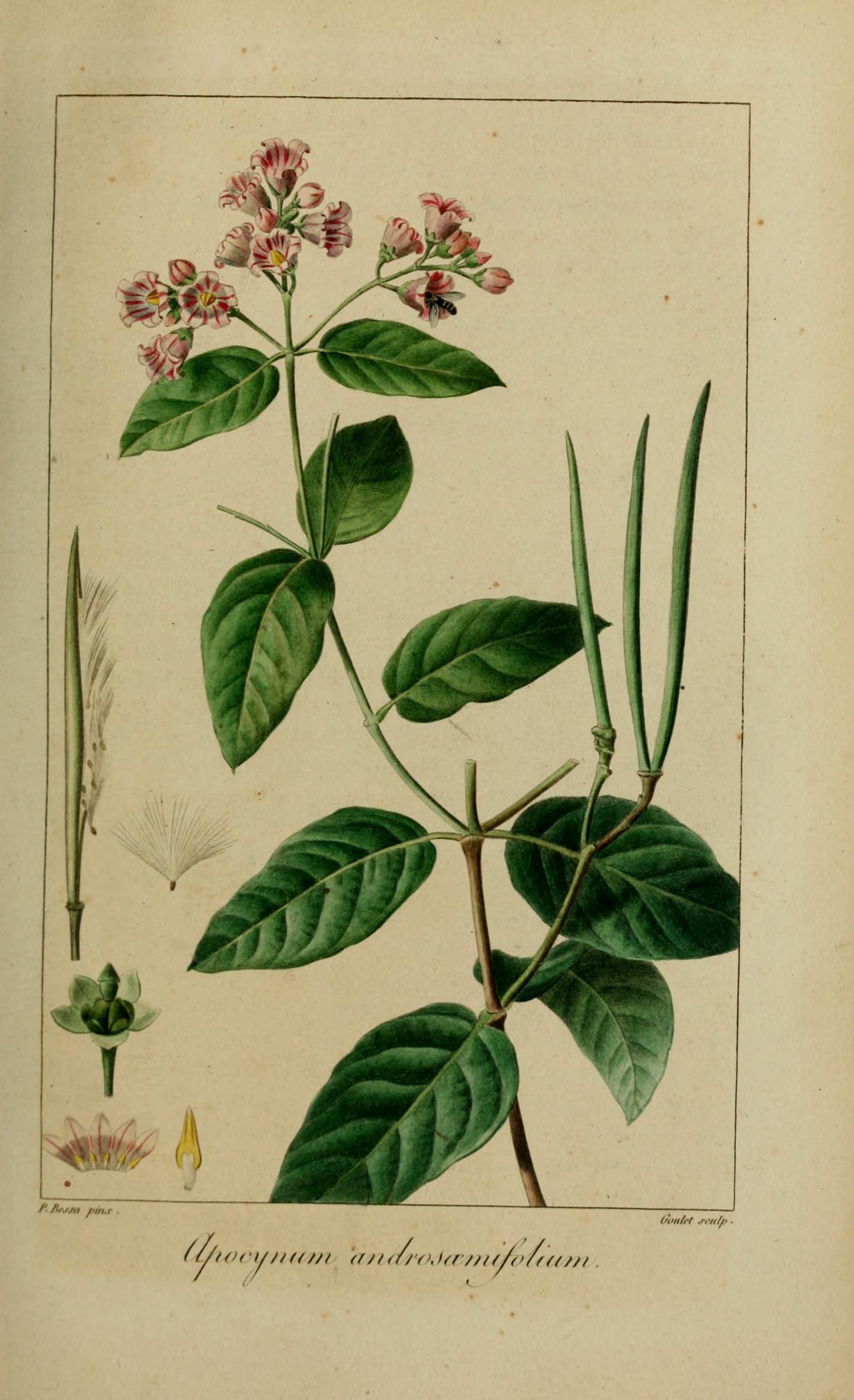 Botanical Illustration of Dogbane plant