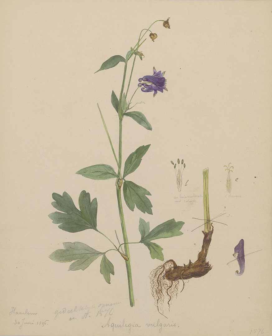 Botanical Illustration of Columbine plant