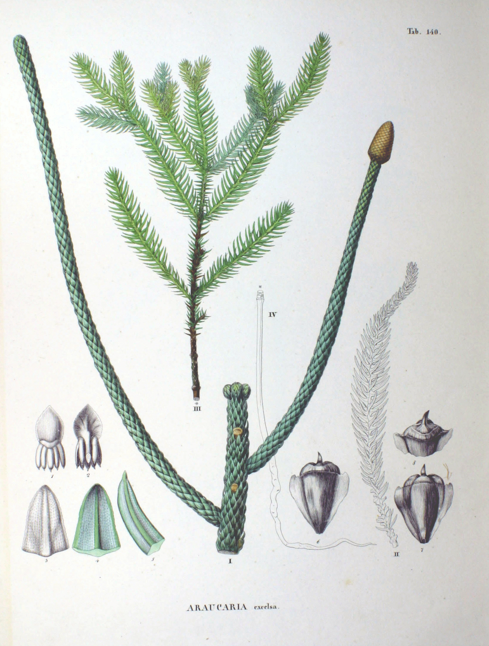 Botanical Illustration of Norfolk Island Pine plant