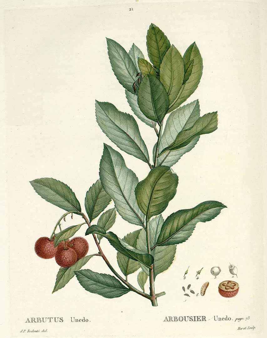 Botanical Illustration of Arbutus plant