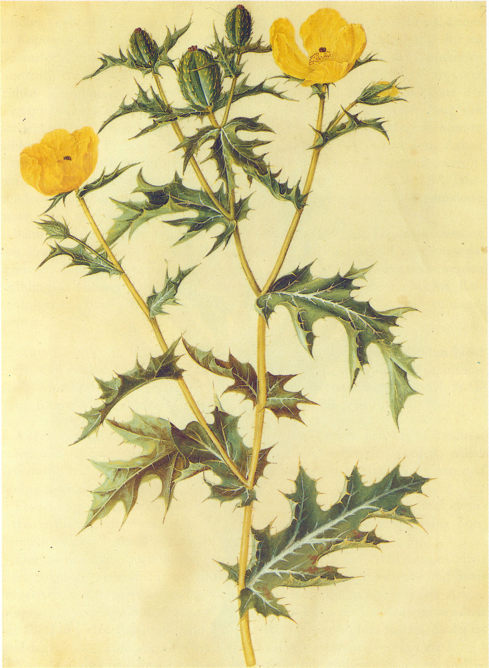 Botanical Illustration of Mexican Poppy plant
