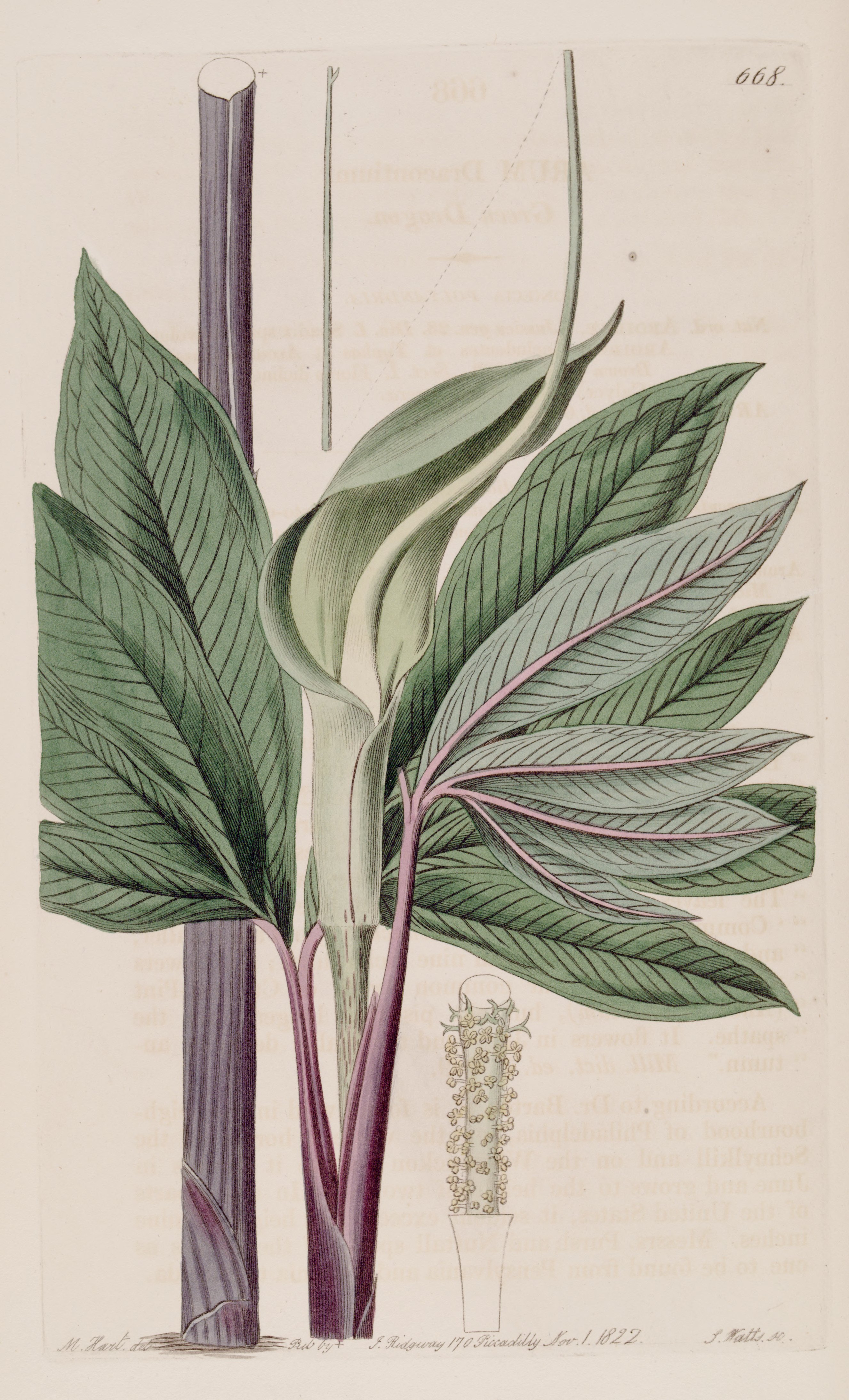 Botanical Illustration of Green Dragon plant