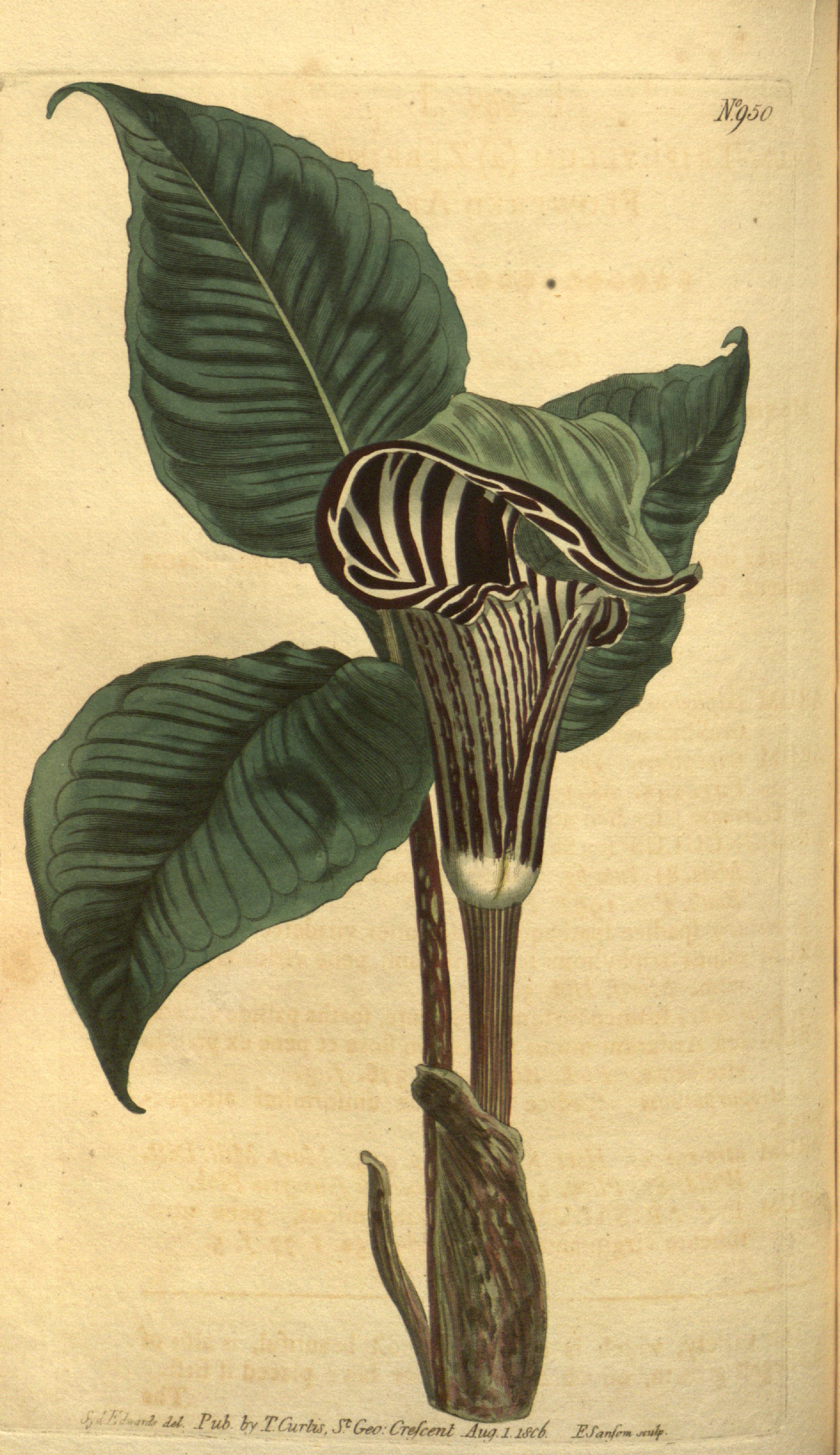 Botanical Illustration of Wakerobin plant