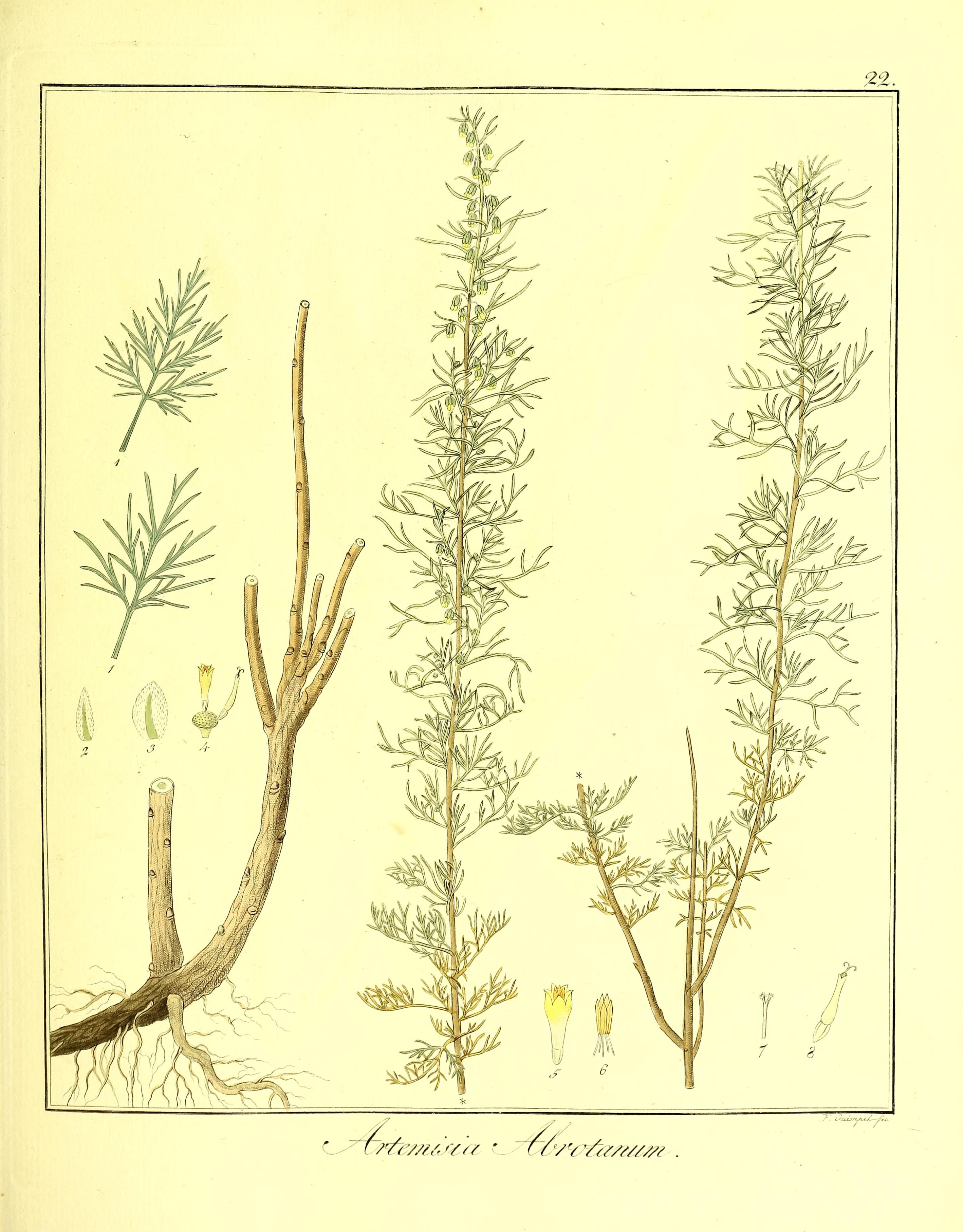 Botanical Illustration of Southernwood plant