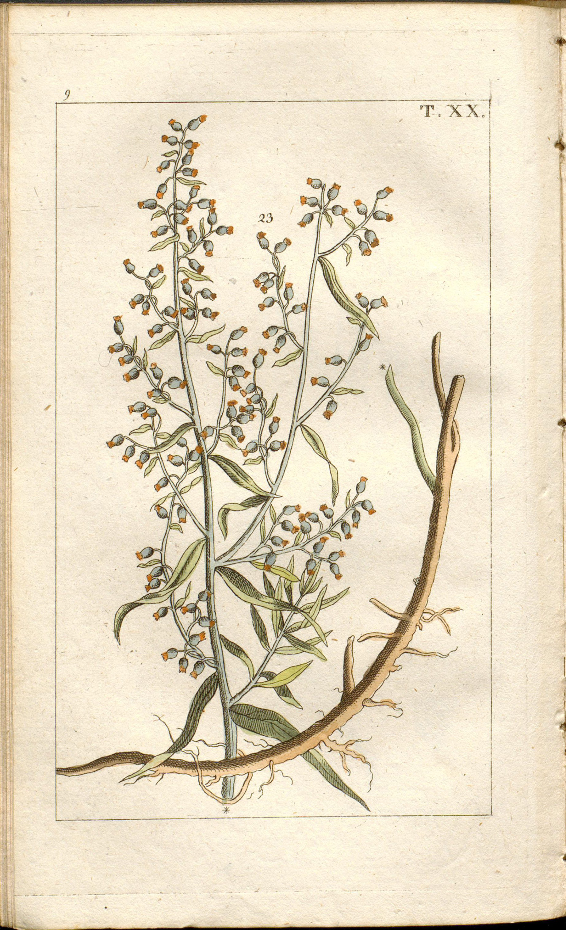 Botanical Illustration of Fuzzy Weed plant