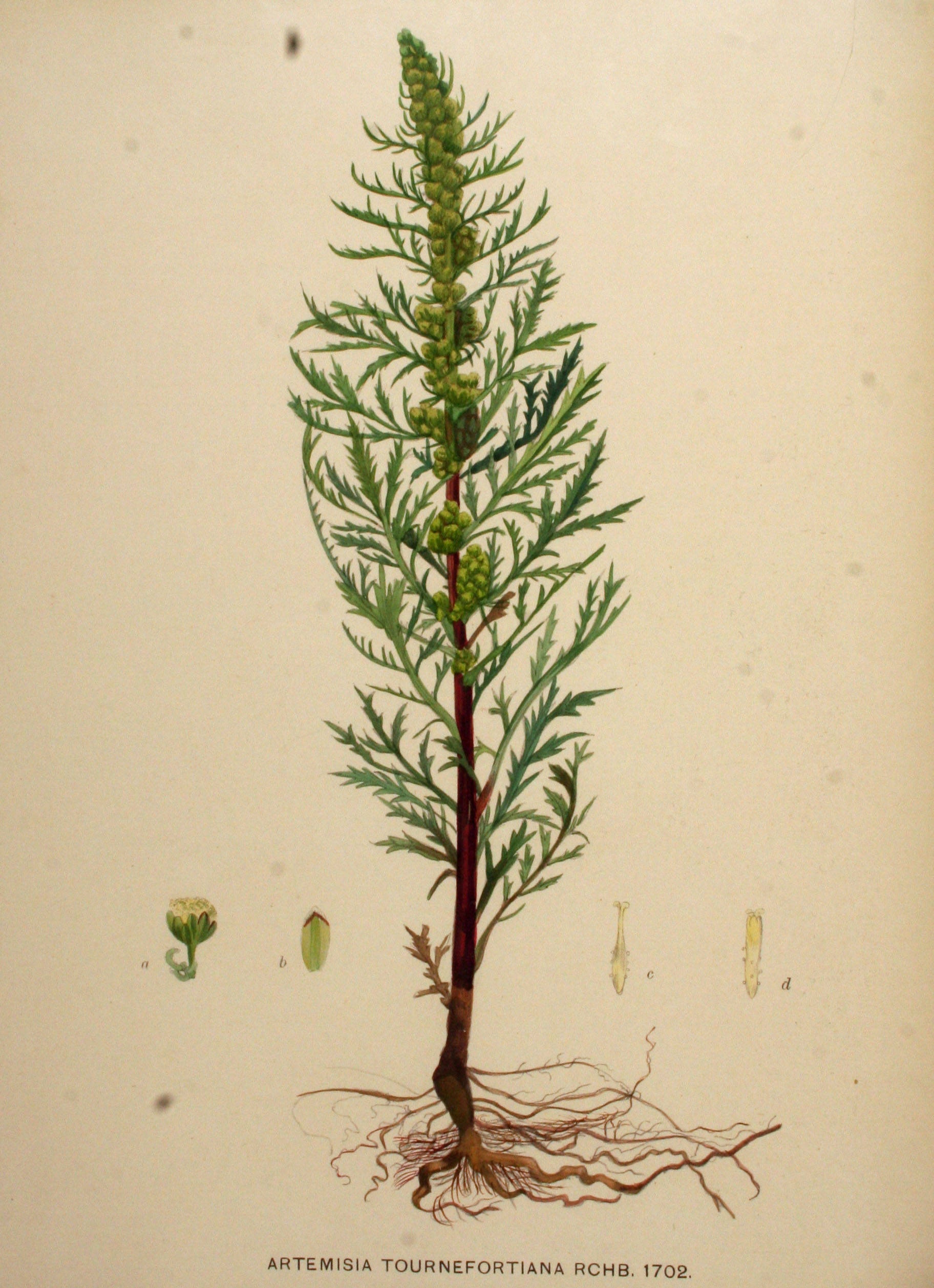 Botanical Illustration of Sagebrush plant