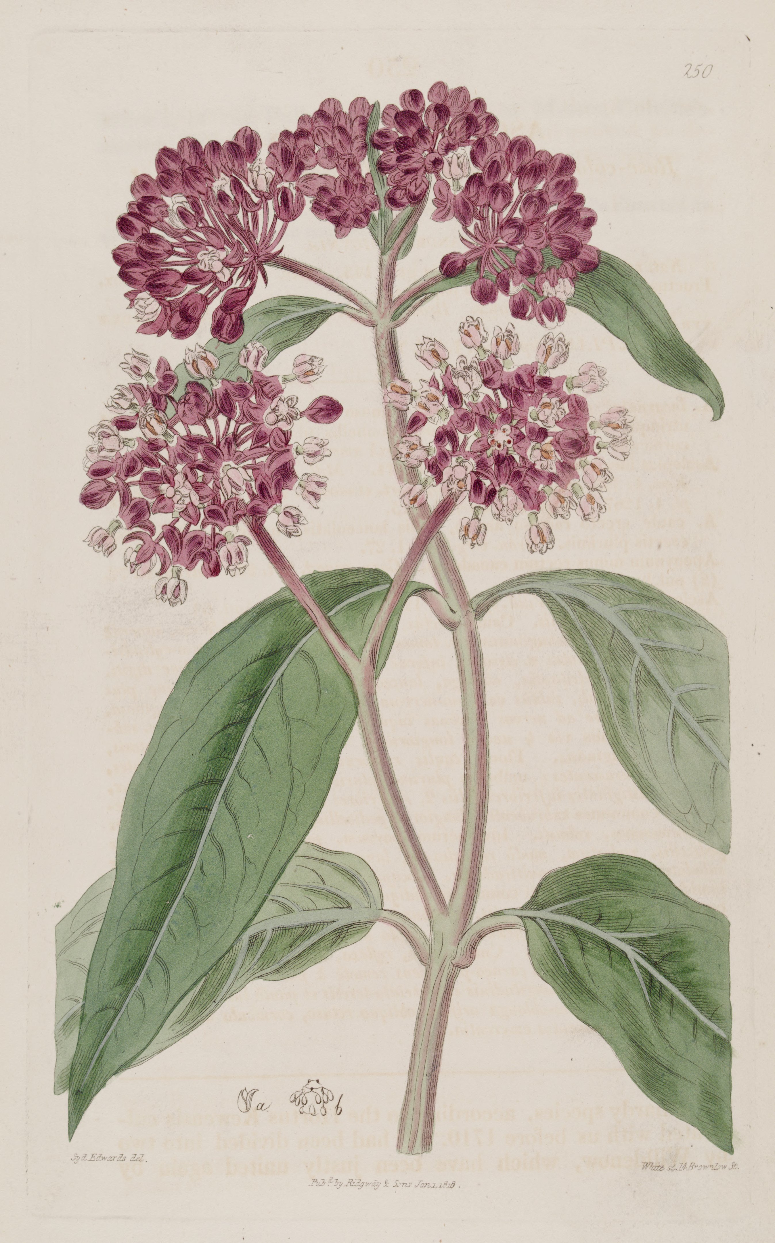 Botanical Illustration of Swamp Milkweed plant
