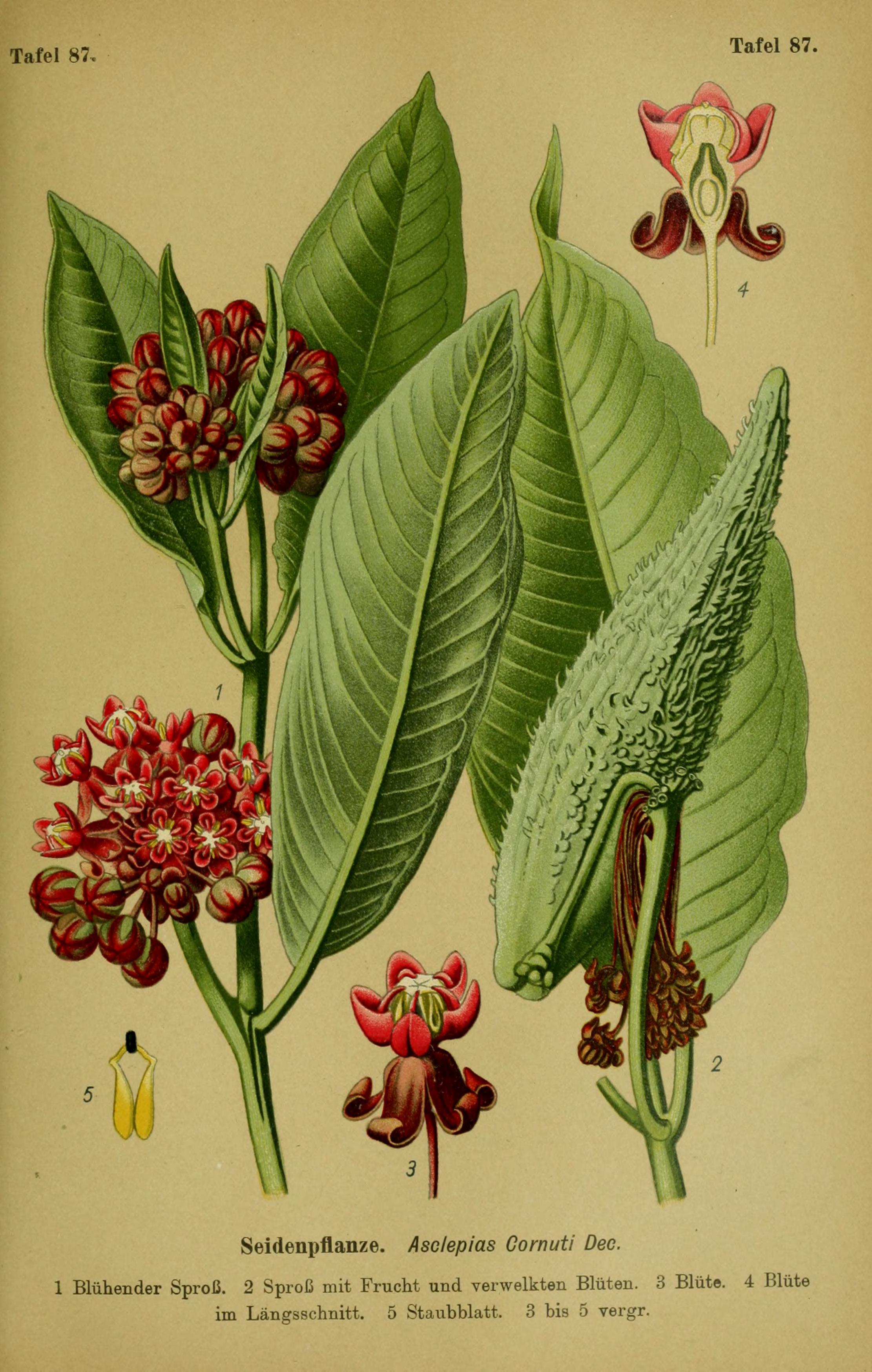 Botanical Illustration of Milkweed plant