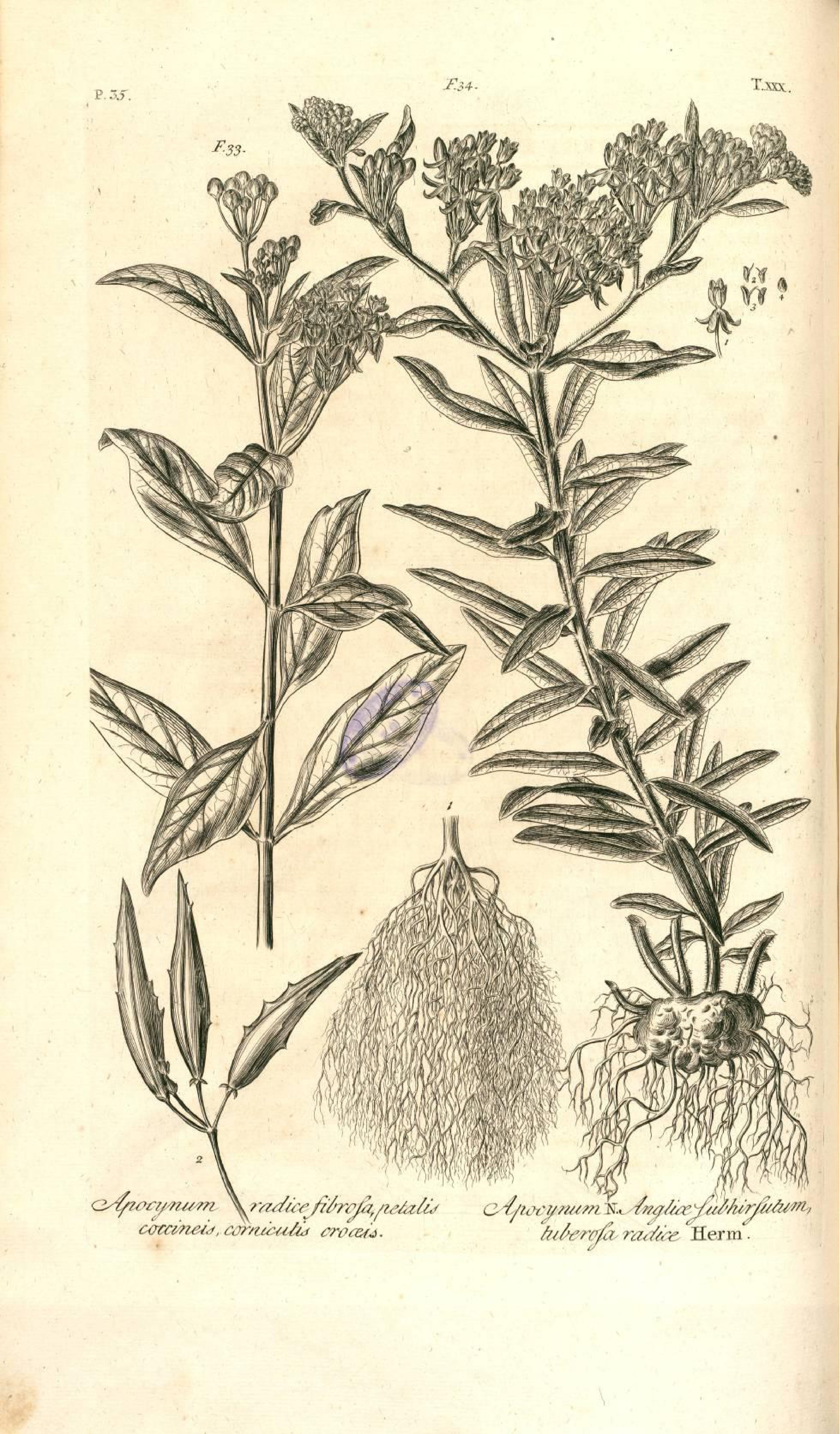 Botanical Illustration of Pleurisy Root plant