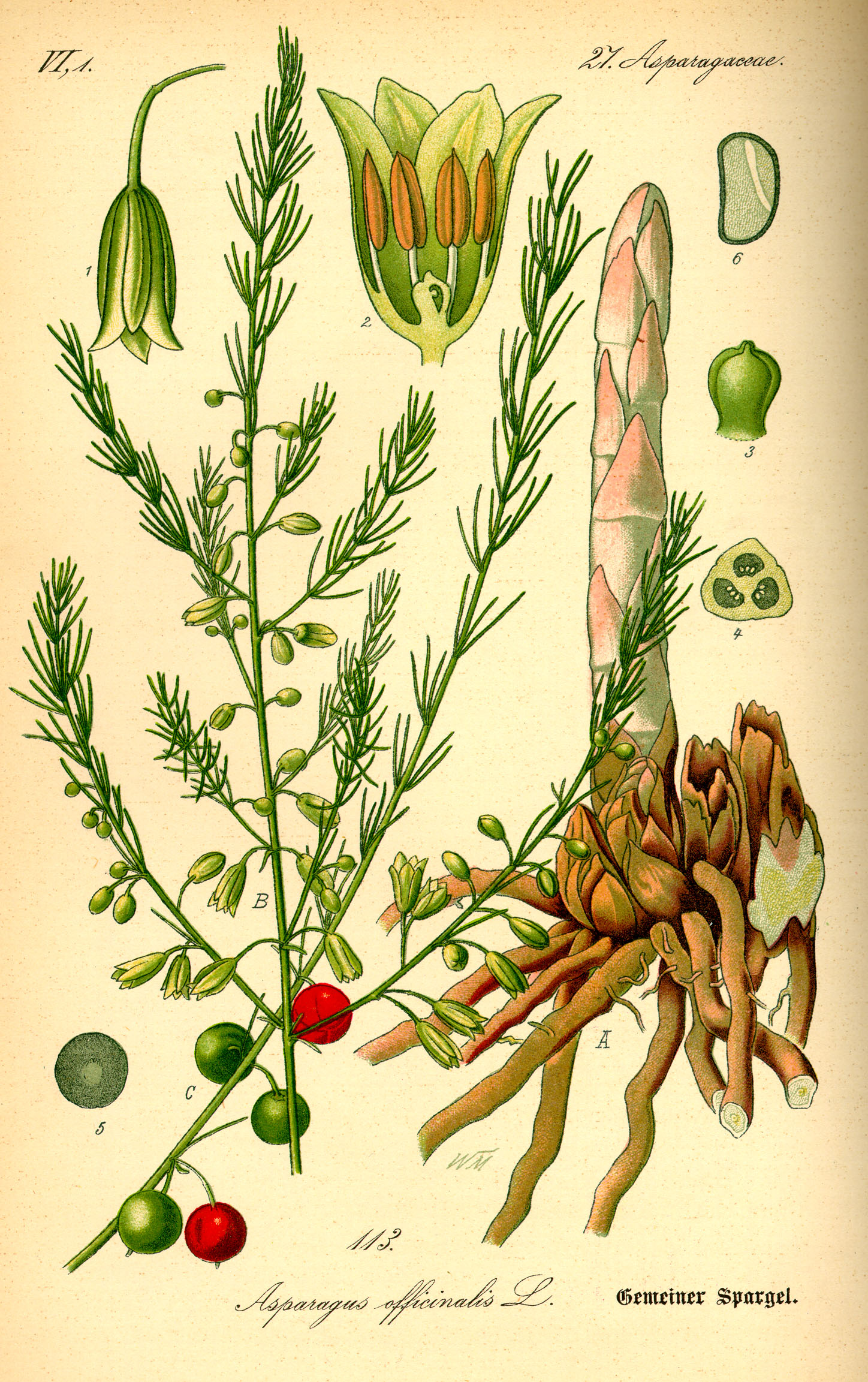 Botanical Illustration of Asparagus plant