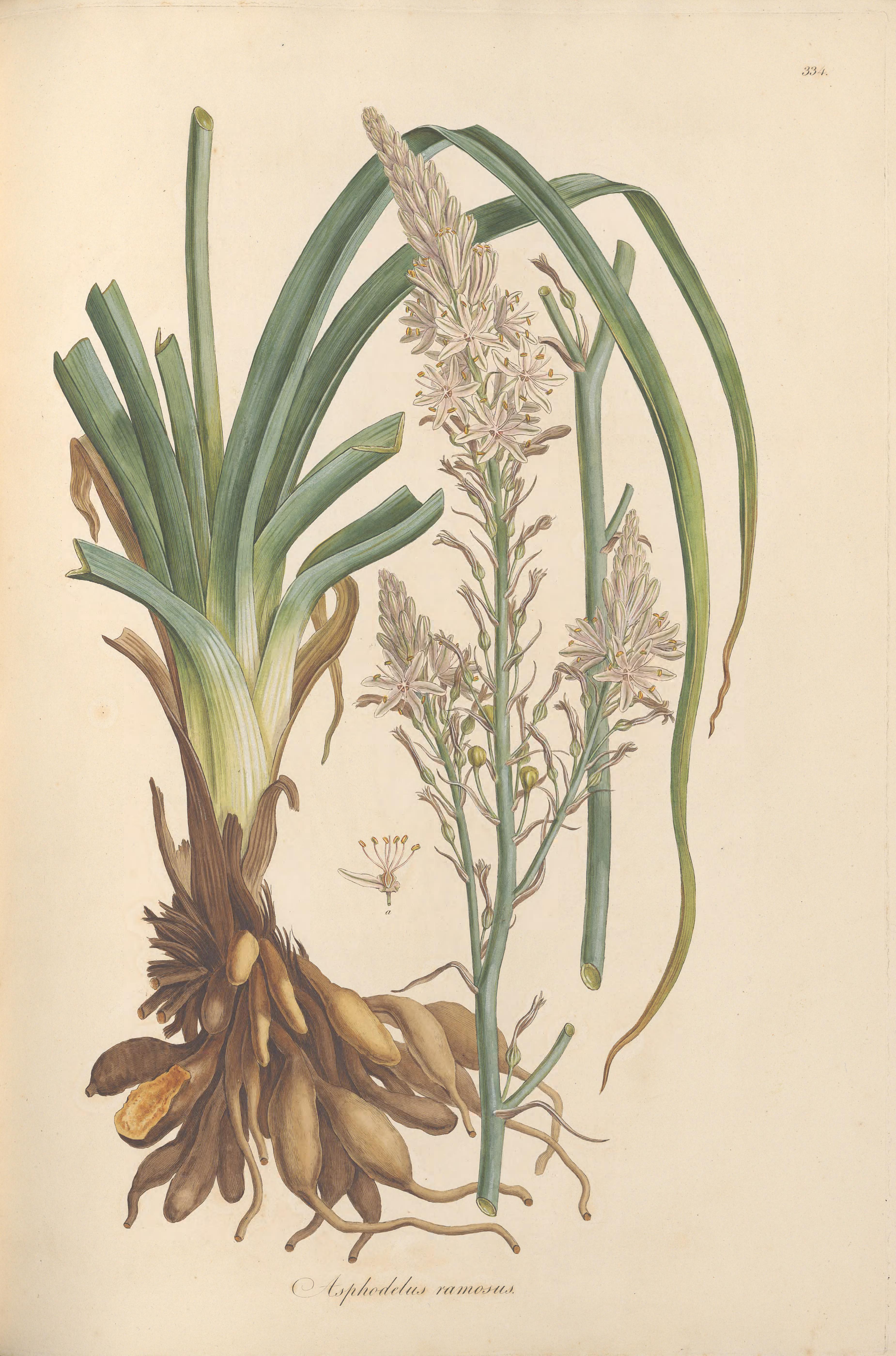 Botanical Illustration of Asphodel plant