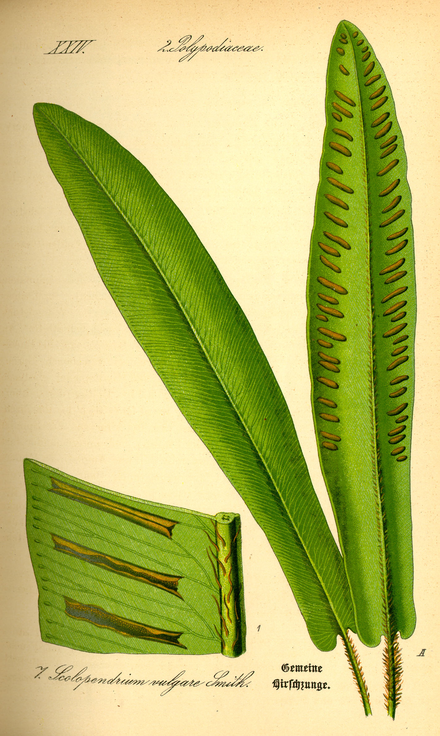 Botanical Illustration of Hart's Tongue plant