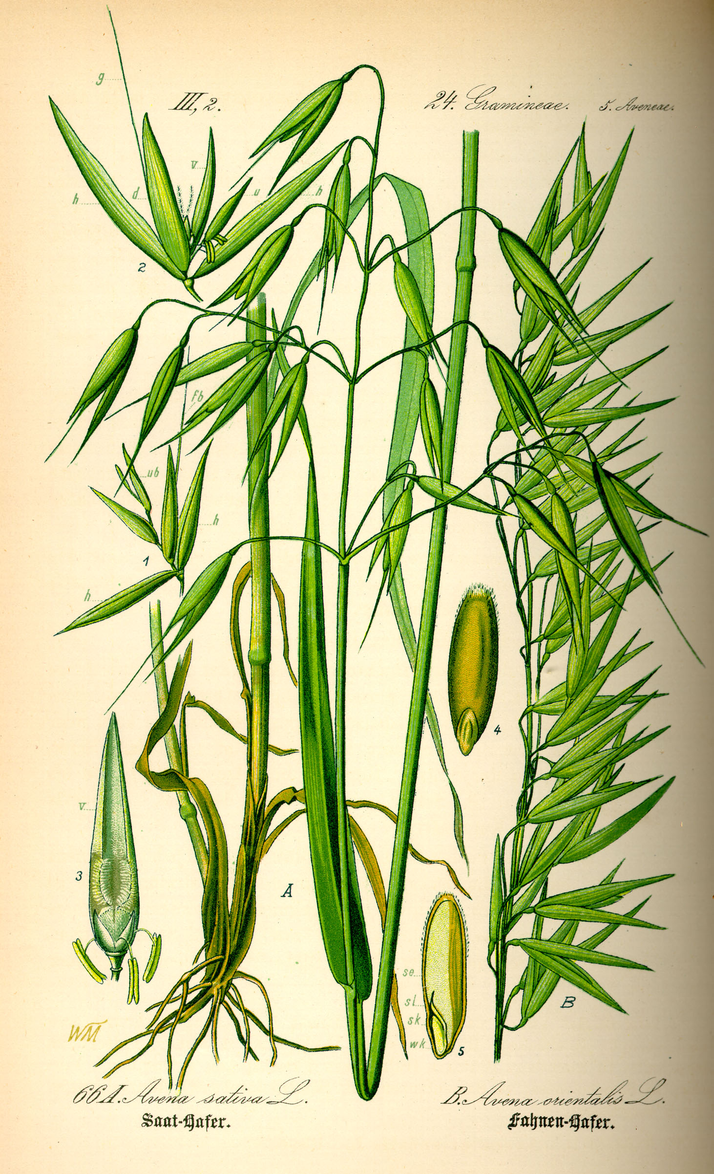Botanical Illustration of Oats plant