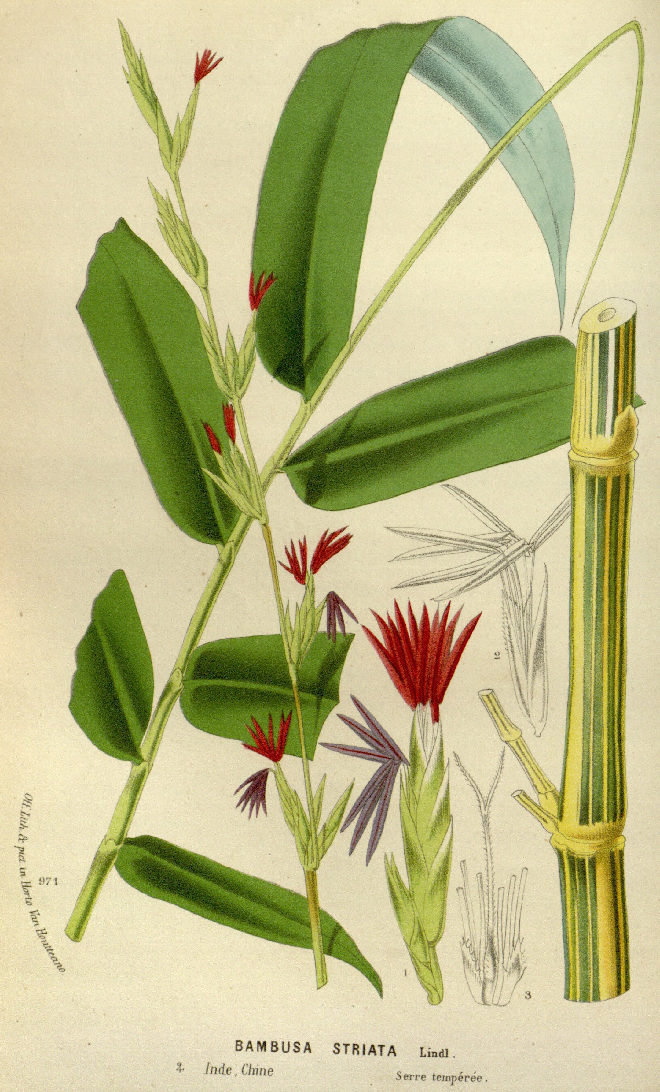 Botanical Illustration of Bamboo plant