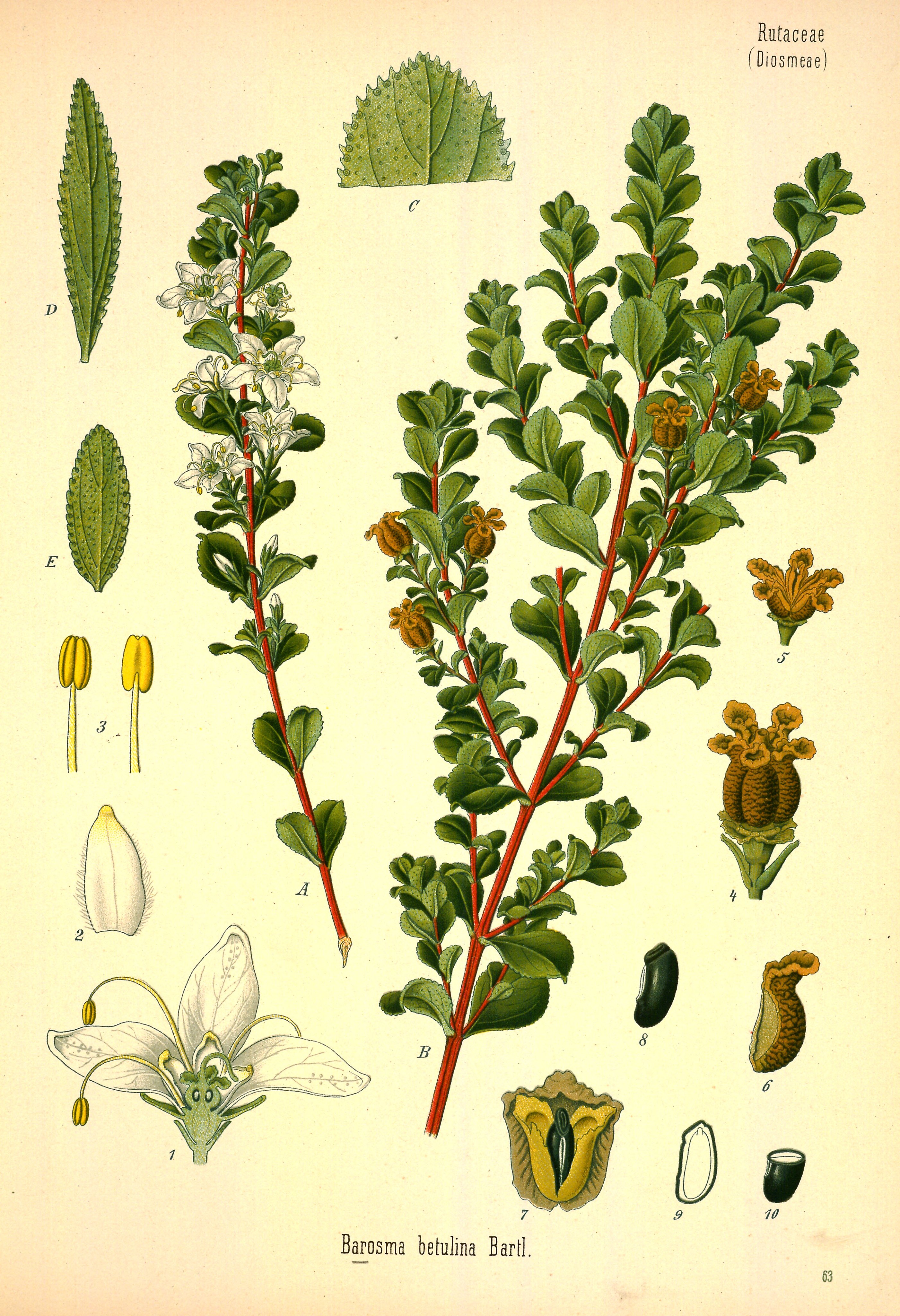 Botanical Illustration of Buchu plant