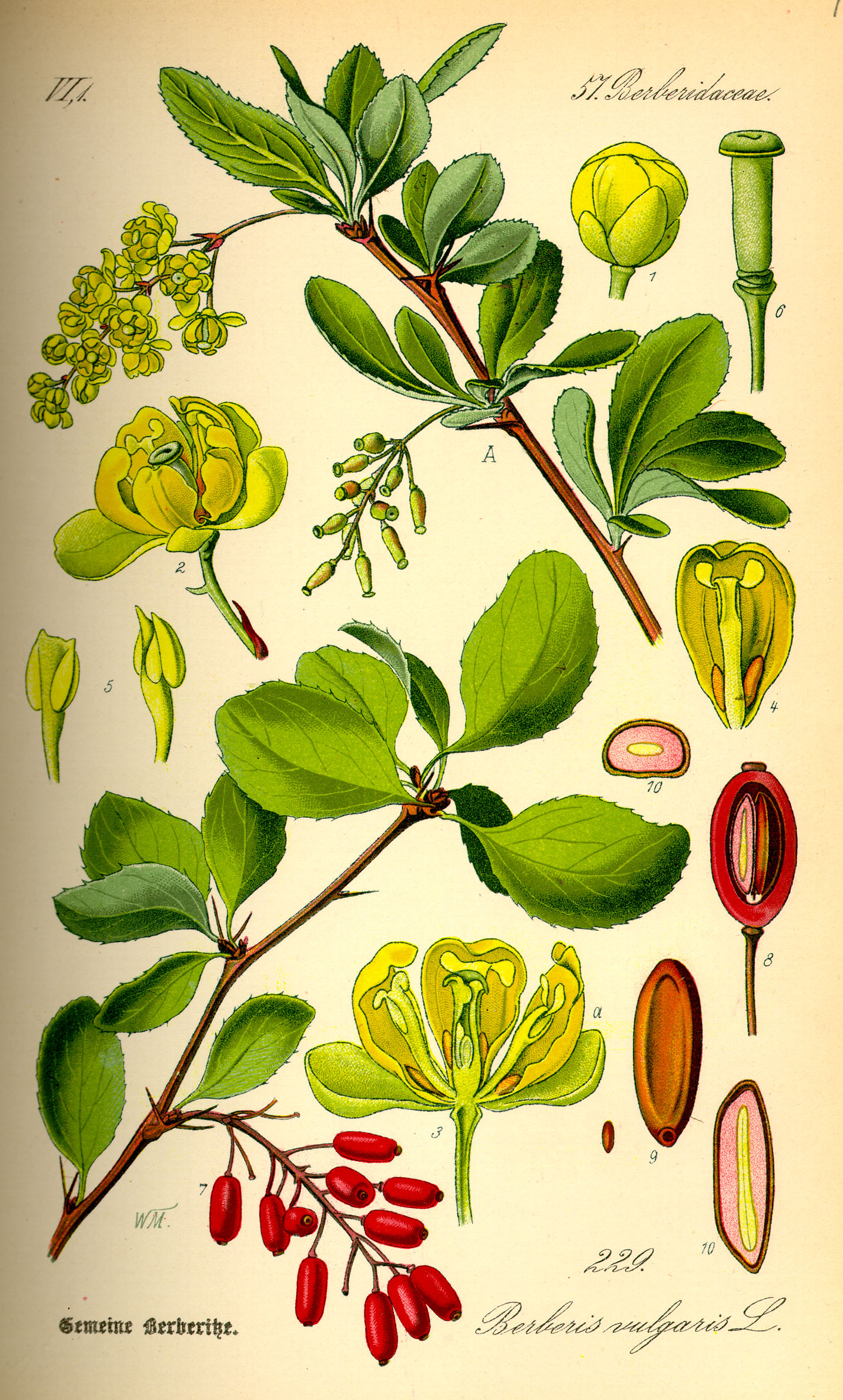 Botanical Illustration of Barberry plant