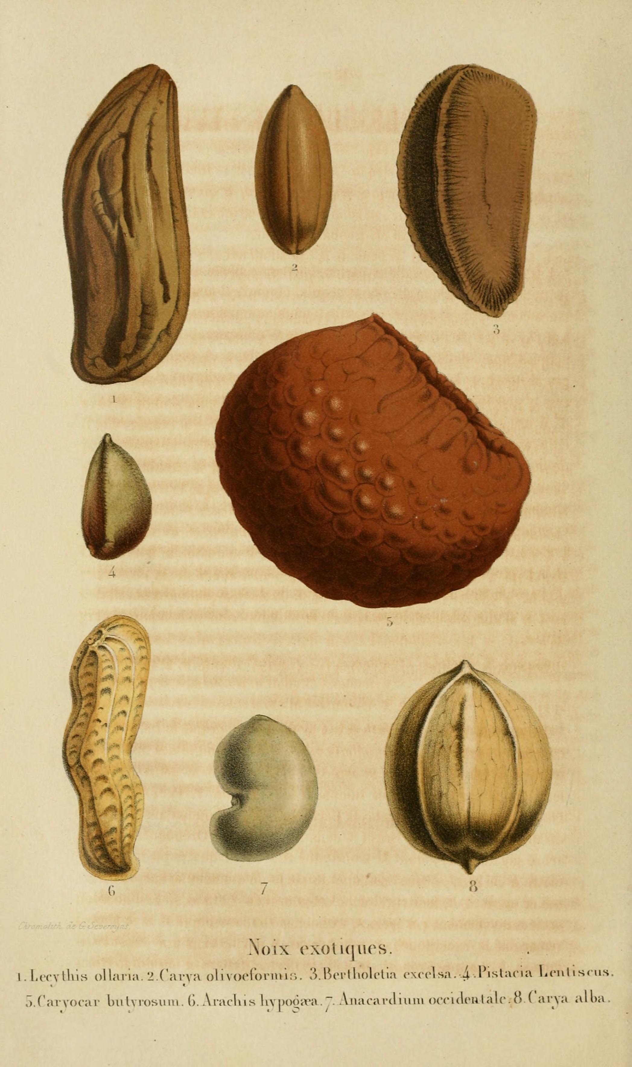 Botanical Illustration of Brazil Nut plant