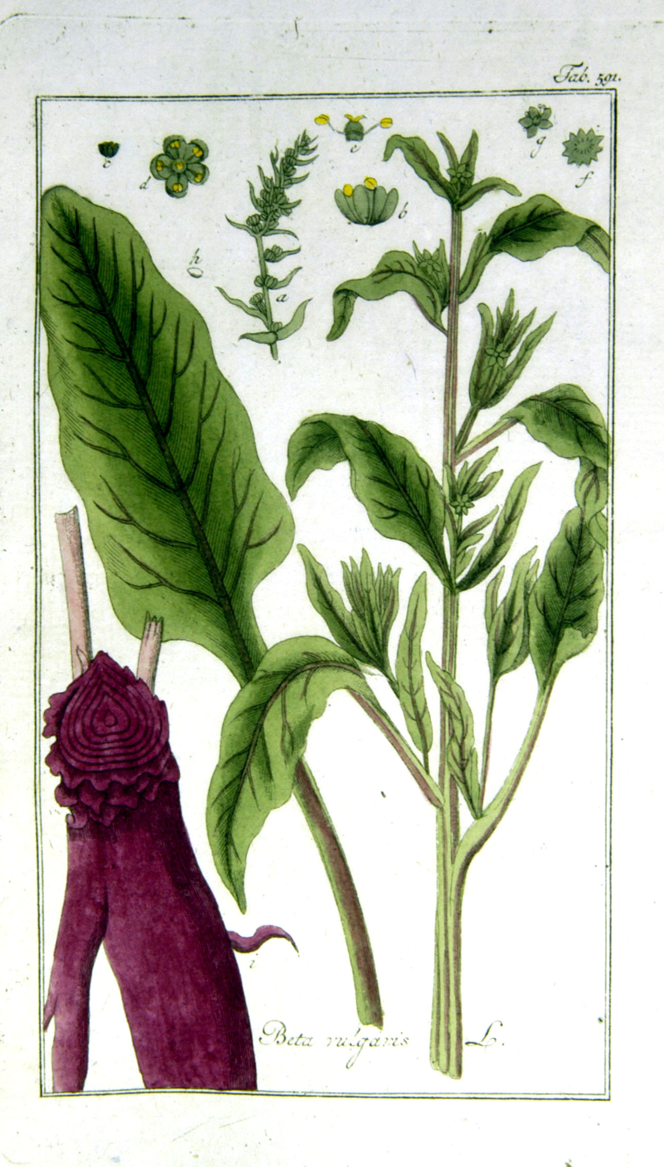 Botanical Illustration of Beet plant