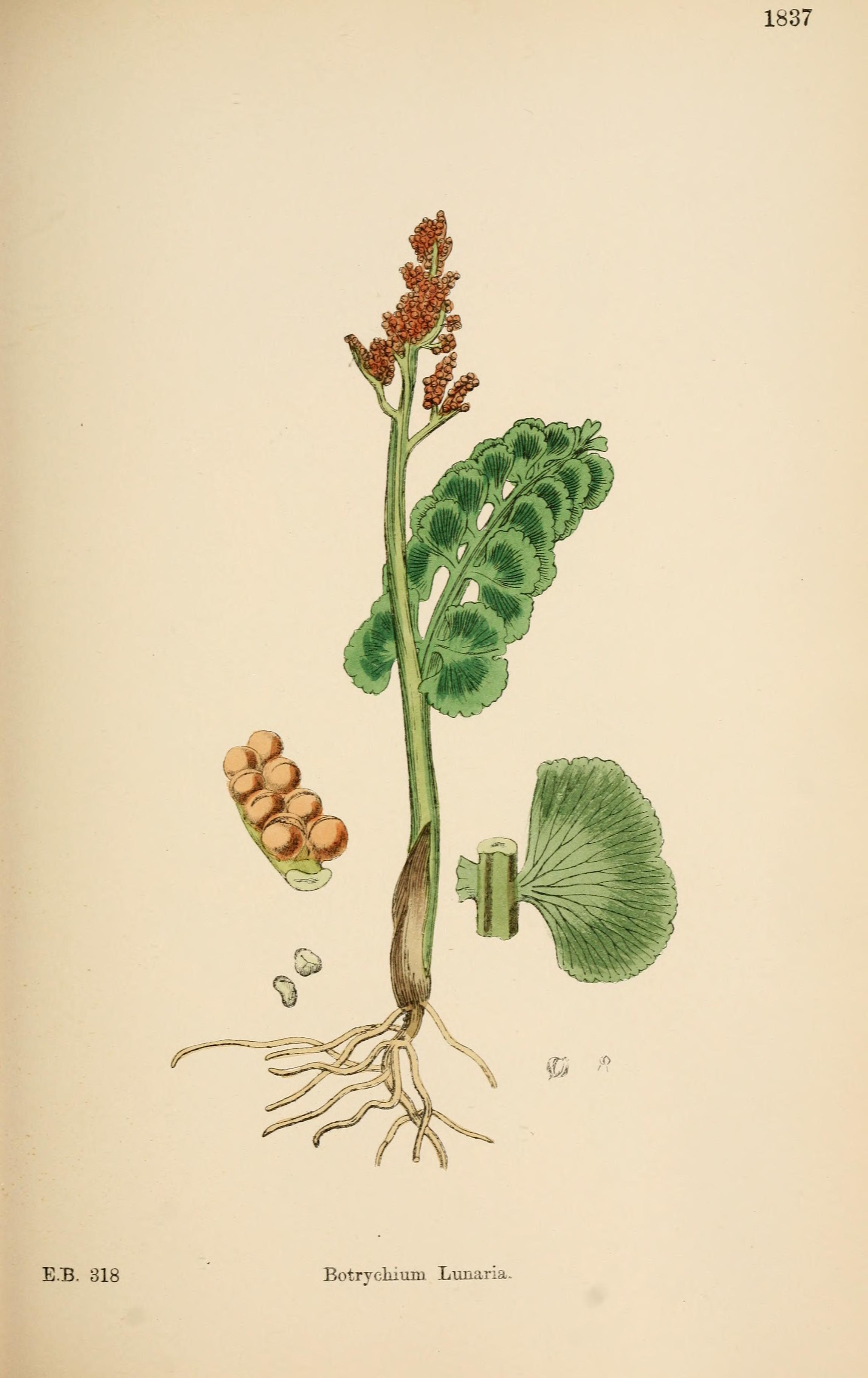Botanical Illustration of Moonwort plant