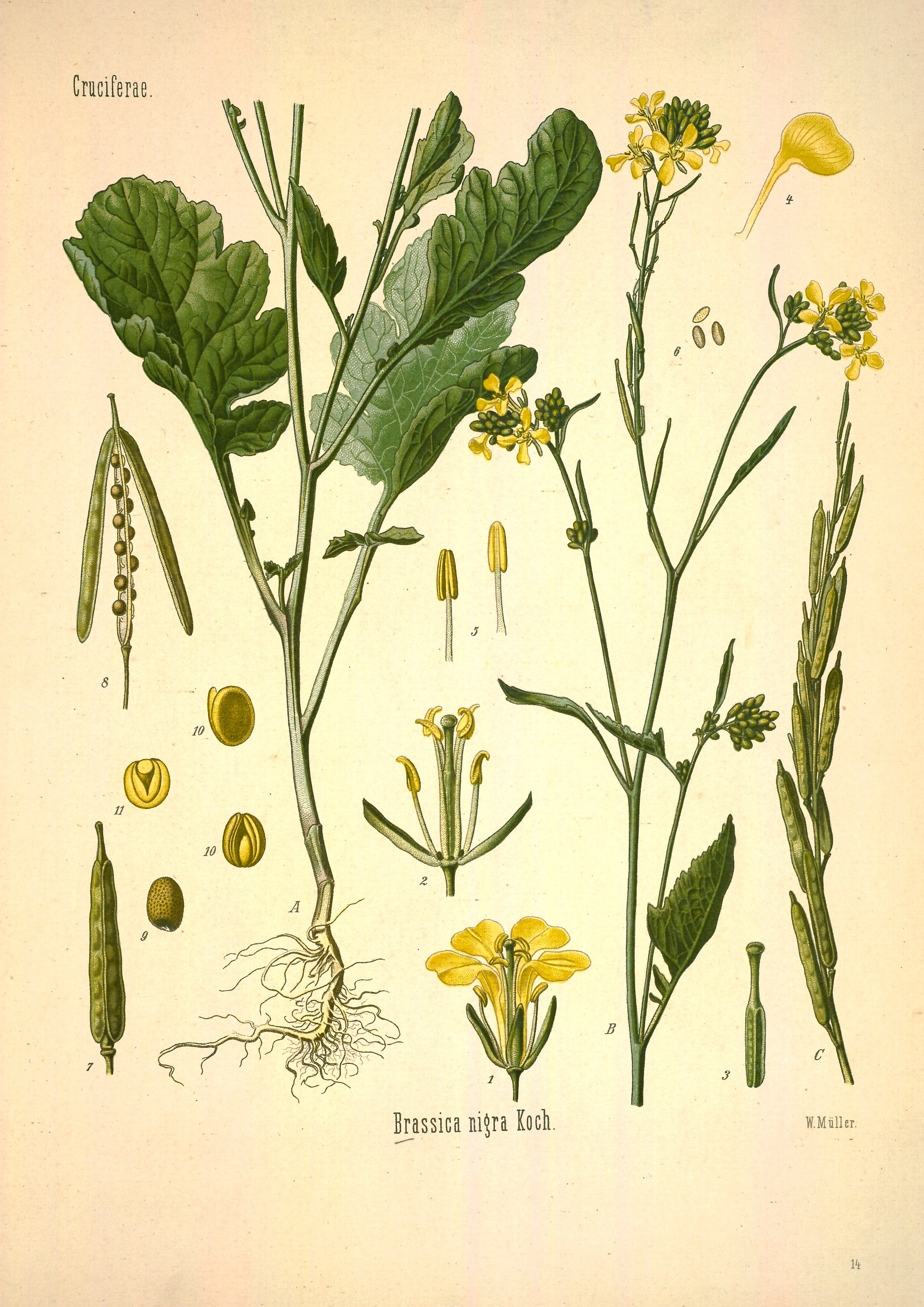 Botanical Illustration of Mustard plant