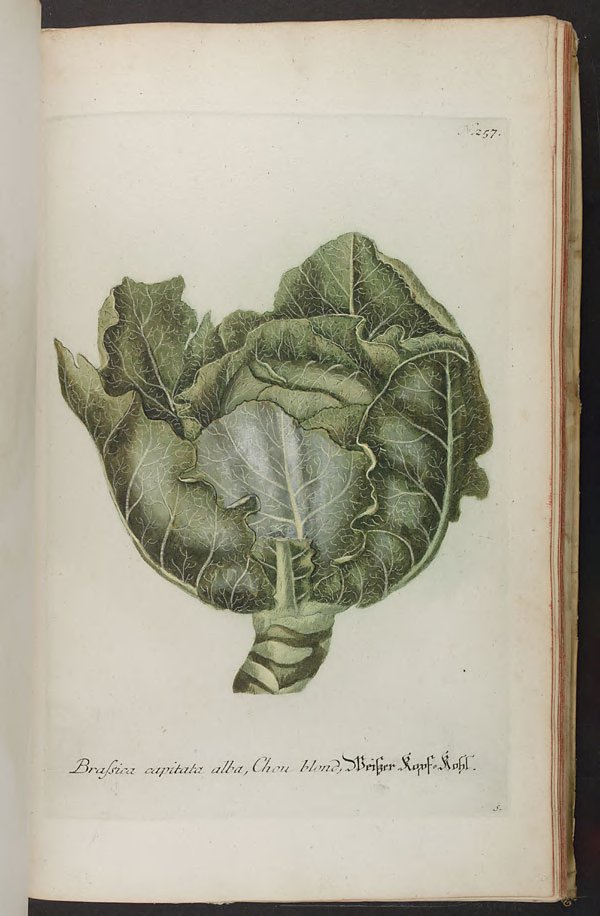 Botanical Illustration of Cabbage plant