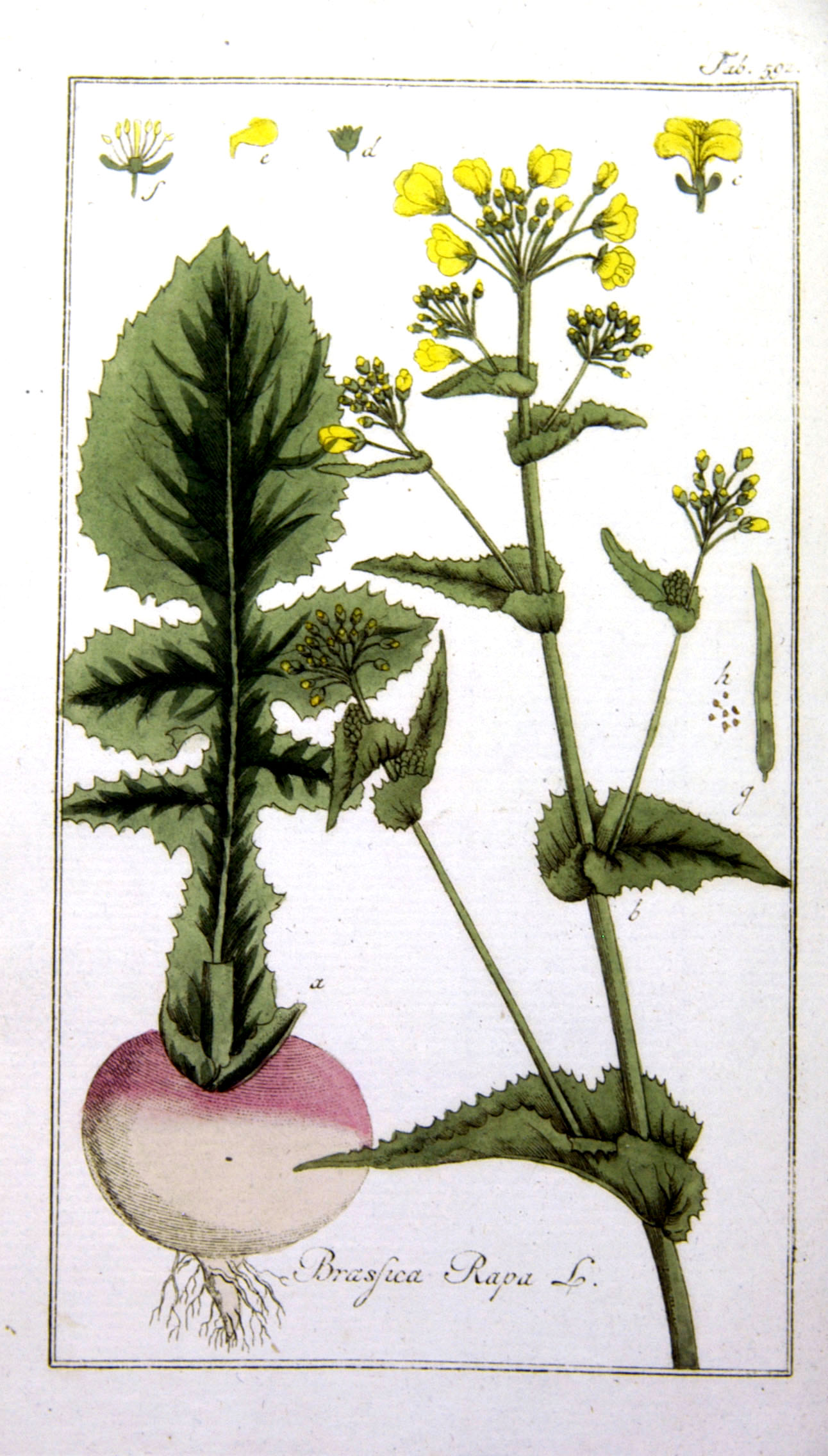 Botanical Illustration of Turnip plant