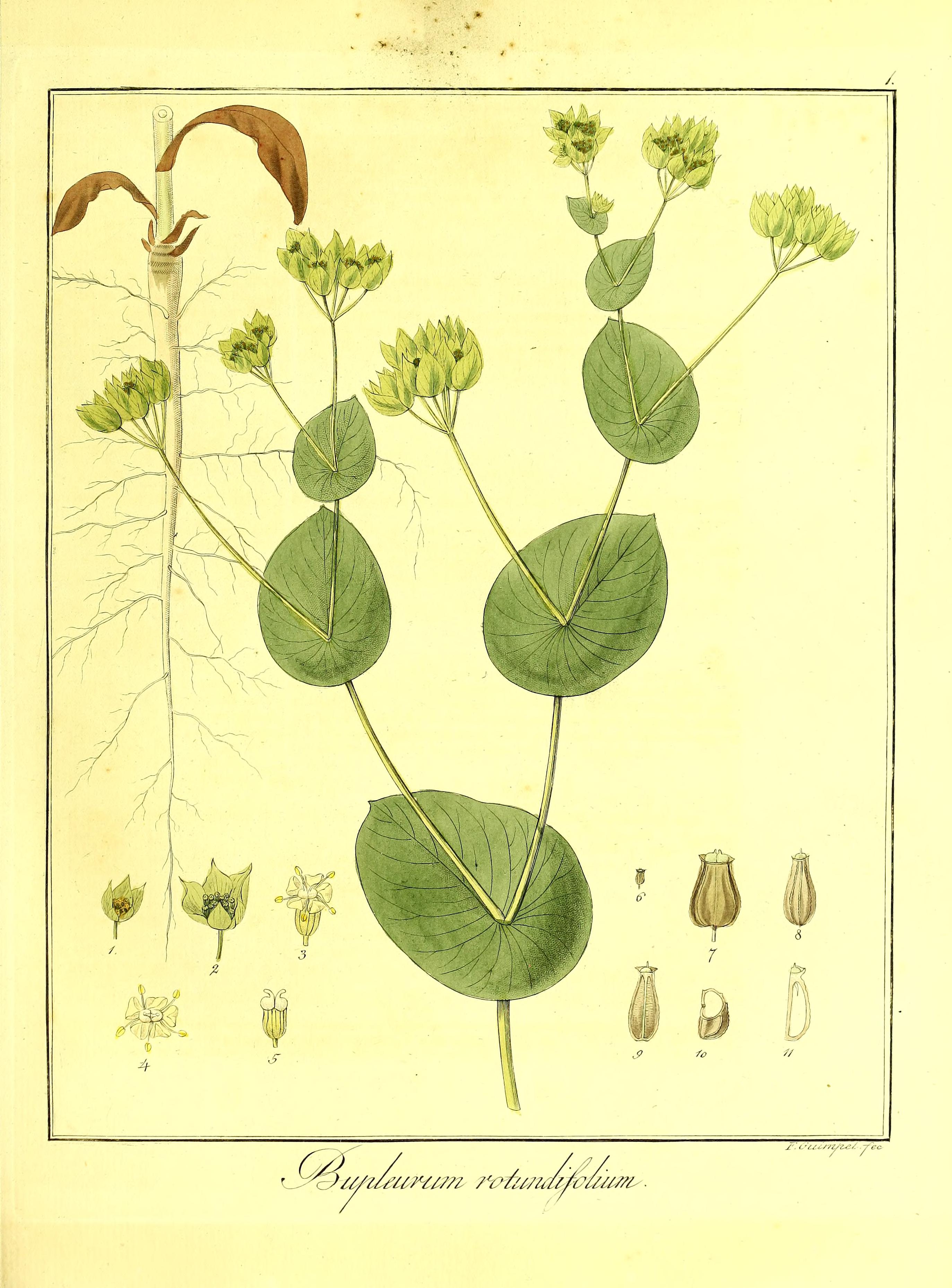 Botanical Illustration of Hare's Ear plant