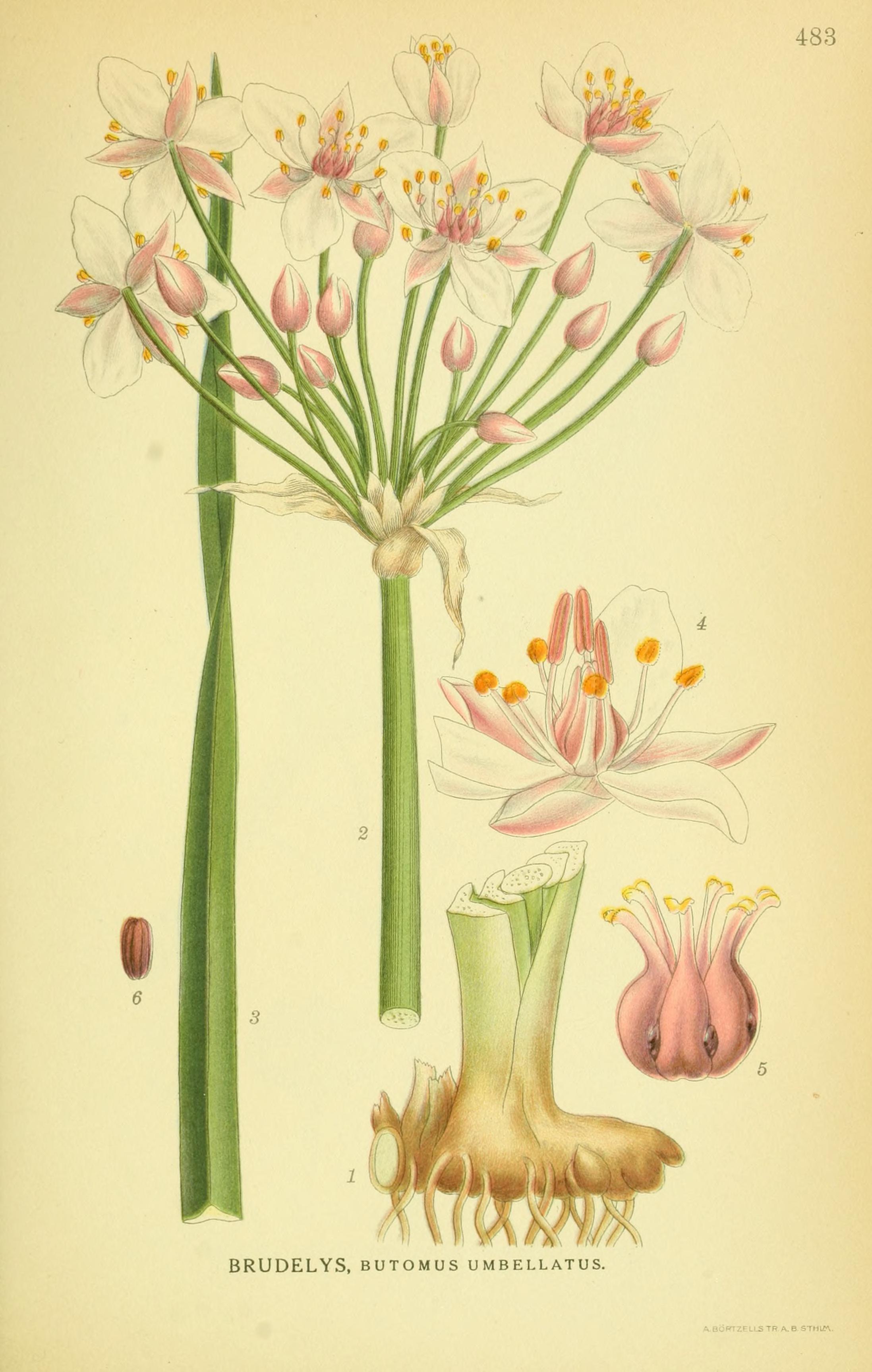 Botanical Illustration of Water Gladiole plant