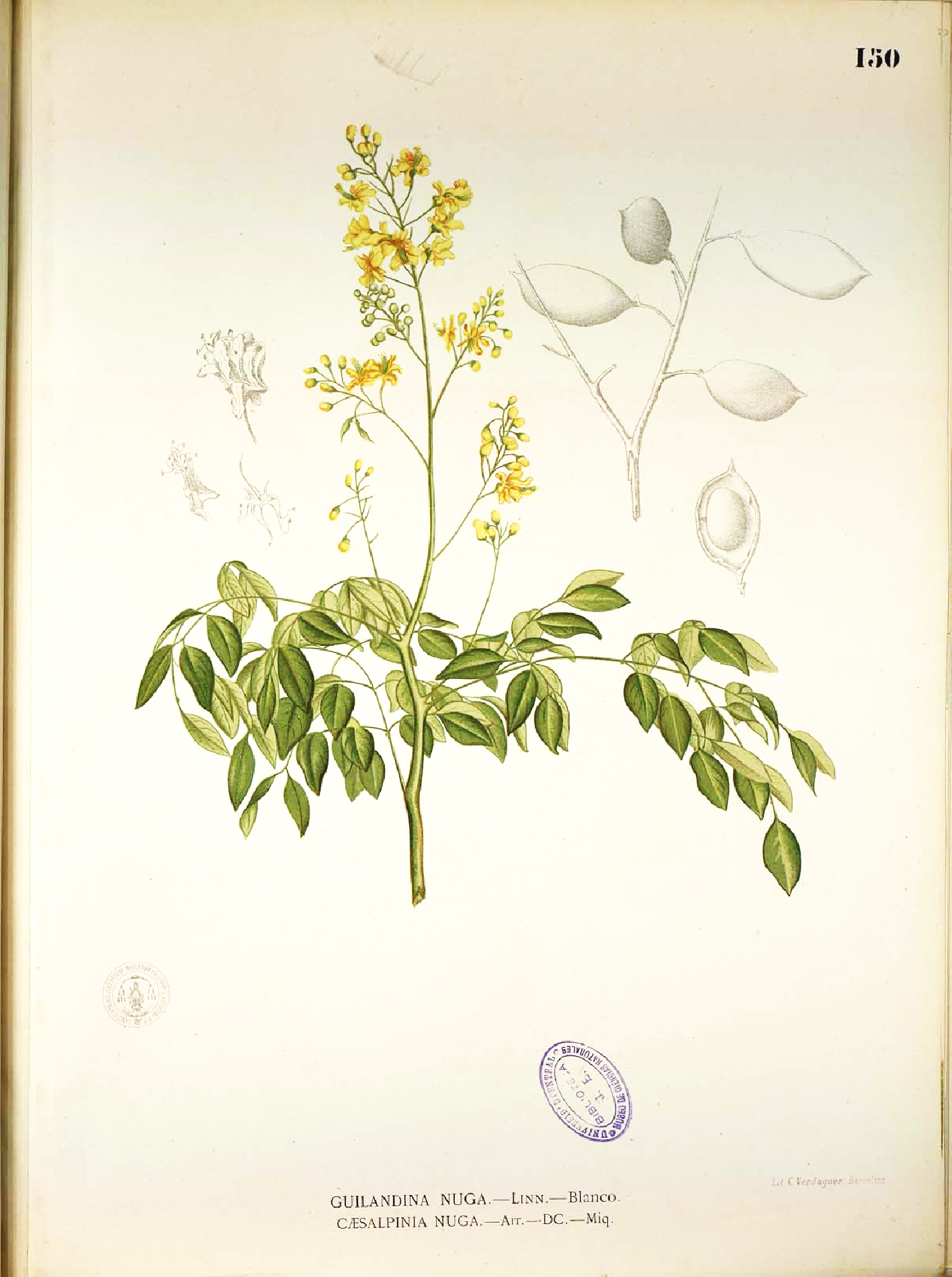 Botanical Illustration of Molucca plant