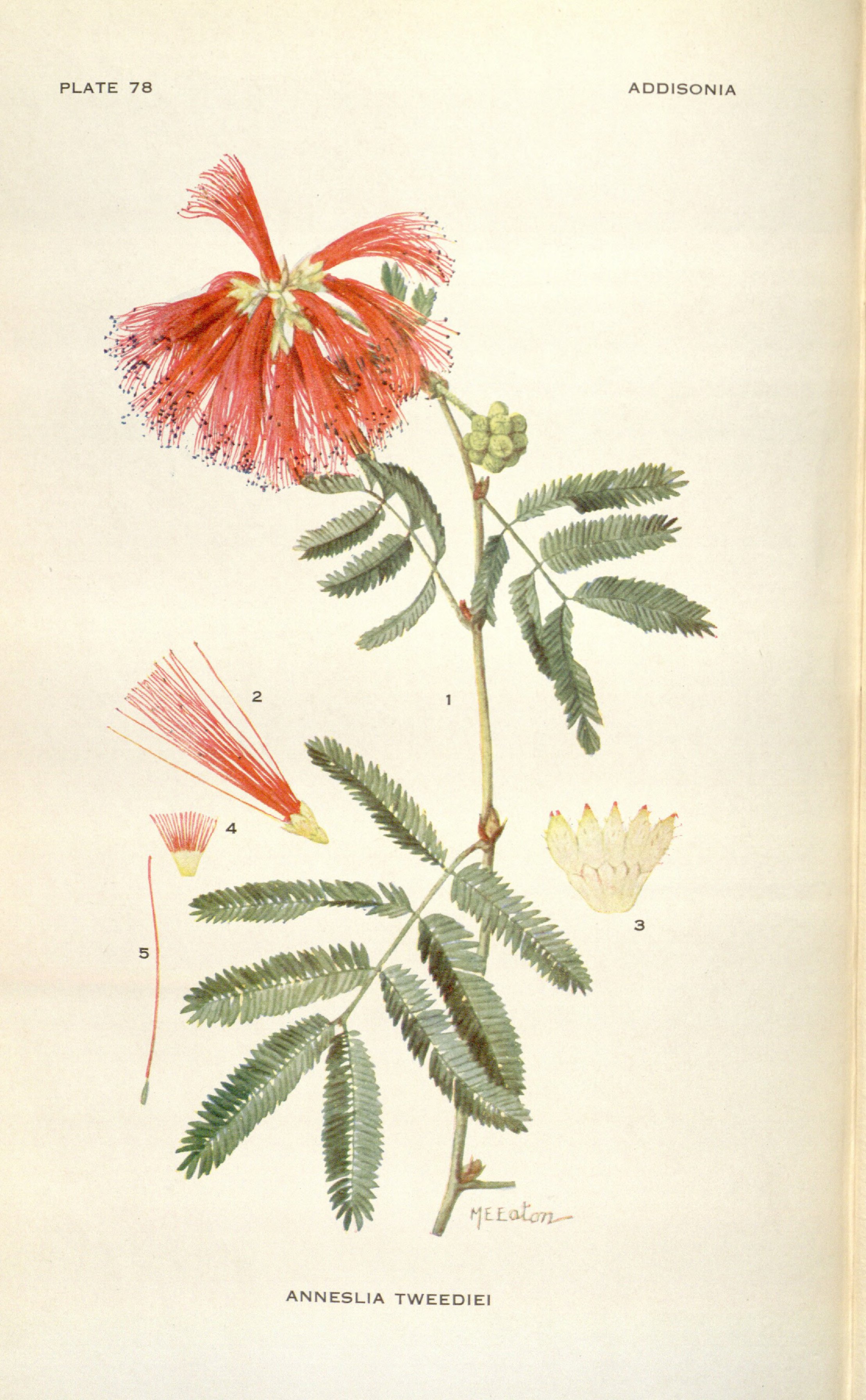 Botanical Illustration of Fairy Duster plant