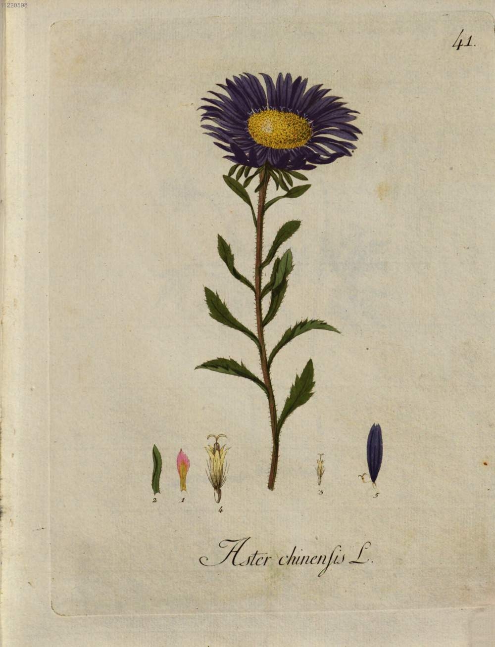 Botanical Illustration of Aster plant