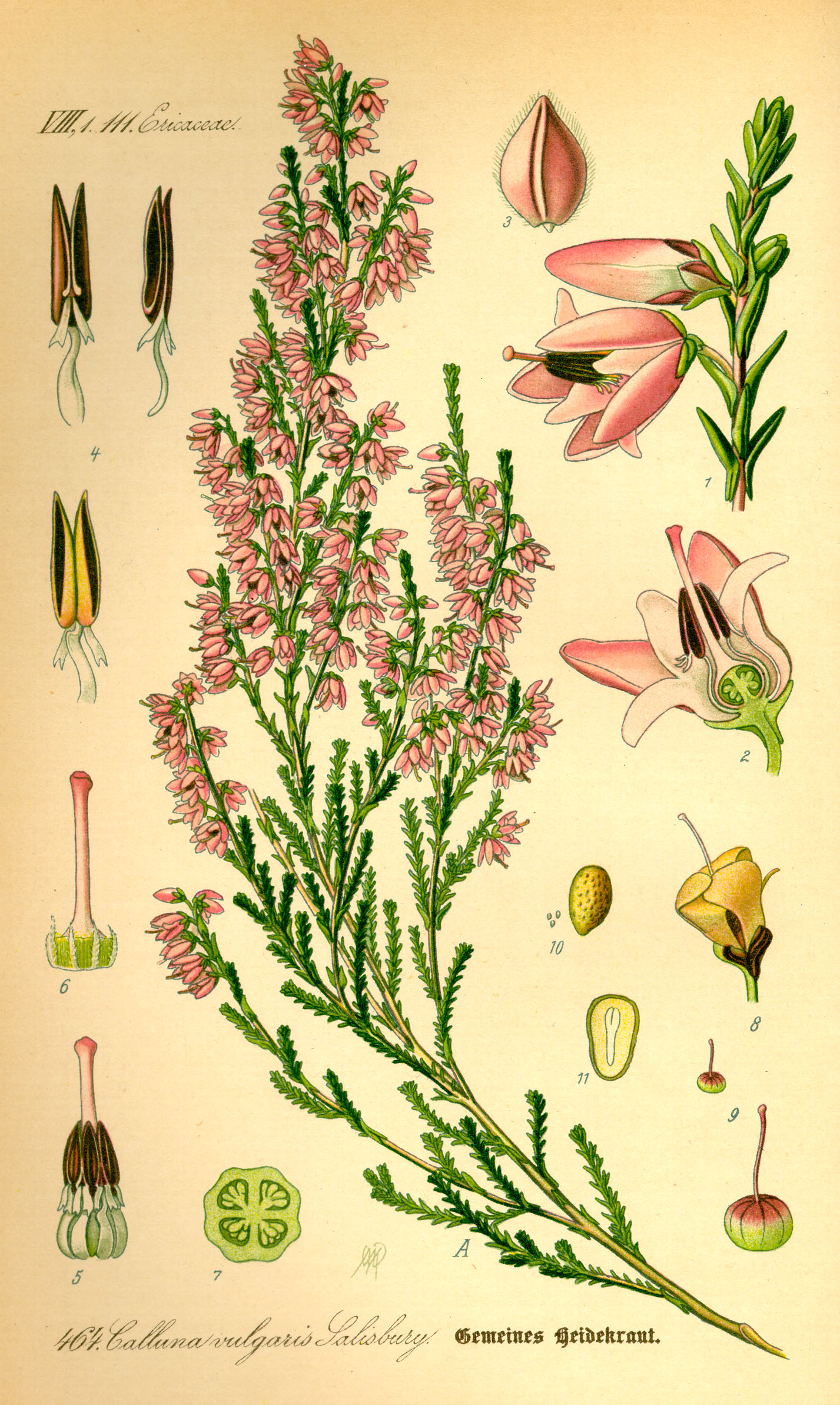 Botanical Illustration of Heather plant