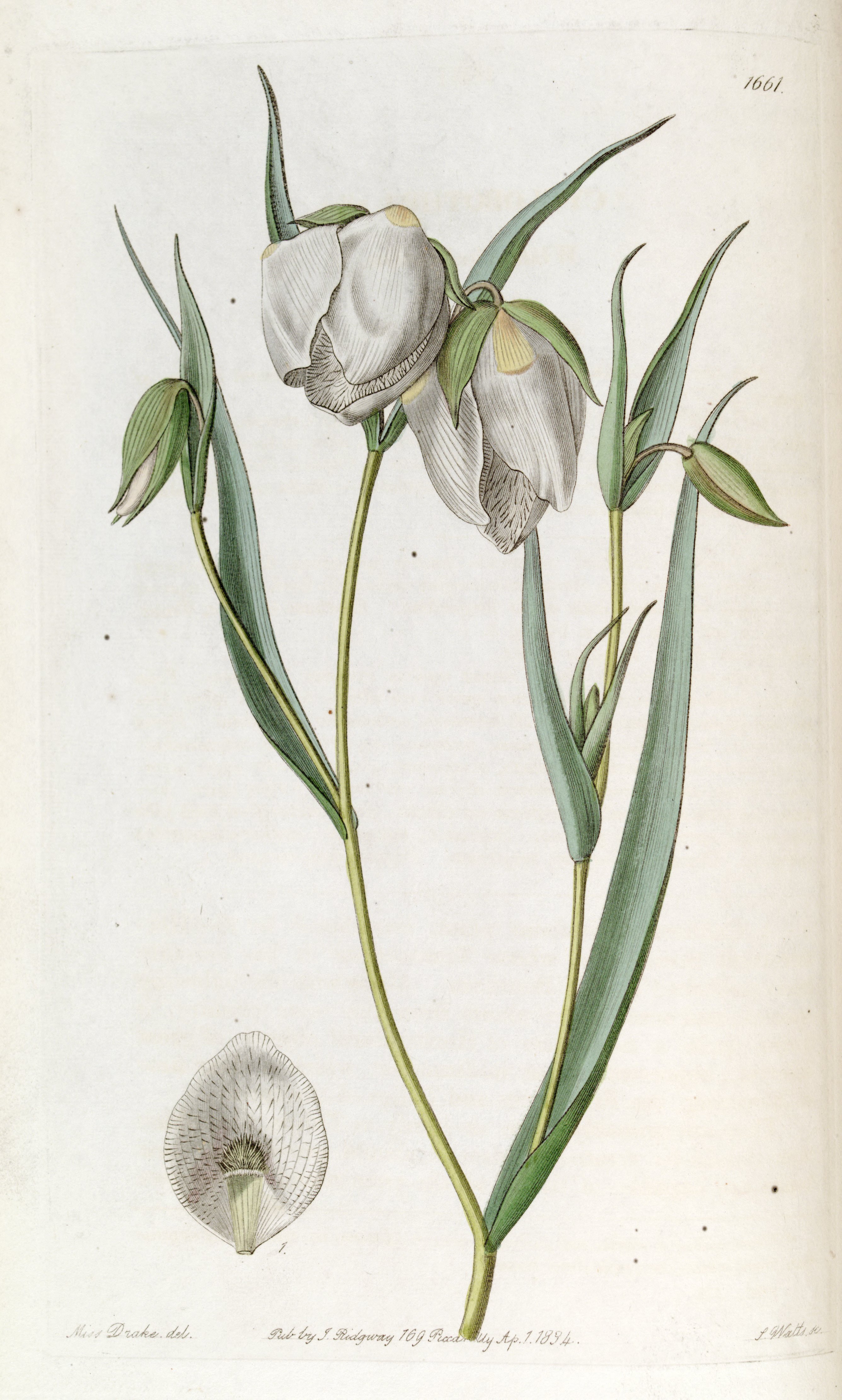 Botanical Illustration of White Fairy Lantern plant