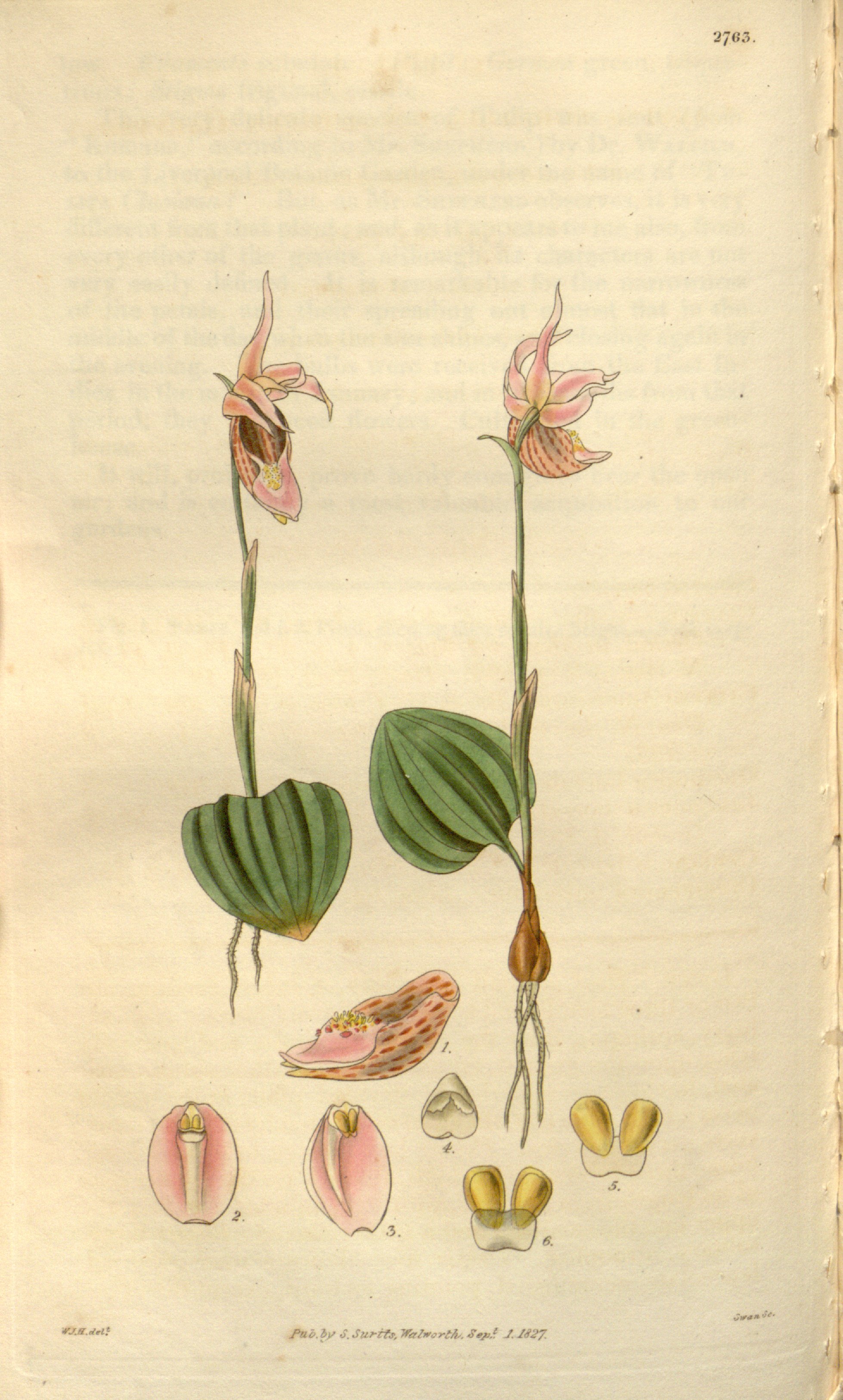 Botanical Illustration of Calypso Orchid plant